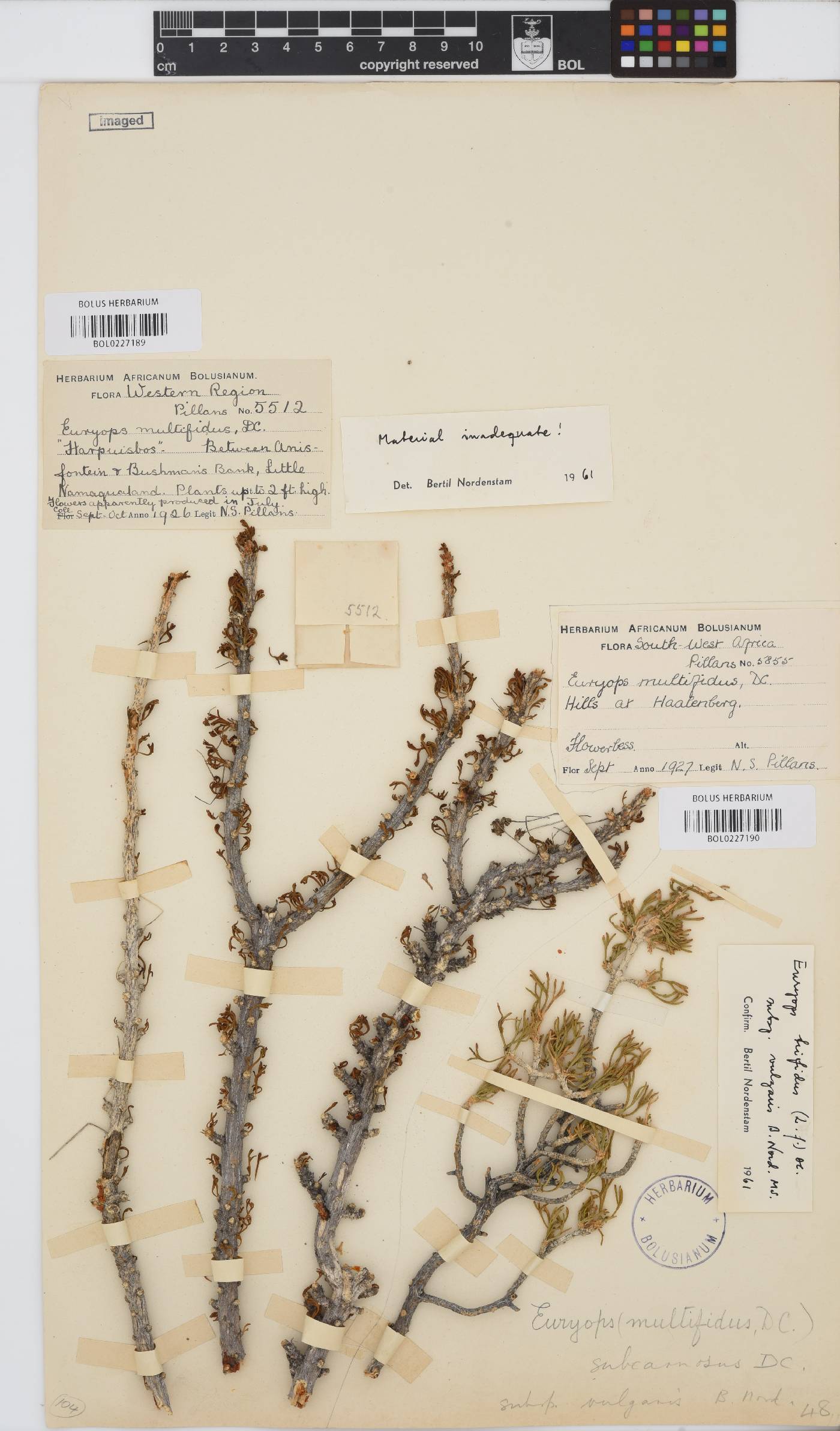 Euryops subcarnosus subsp. vulgaris image