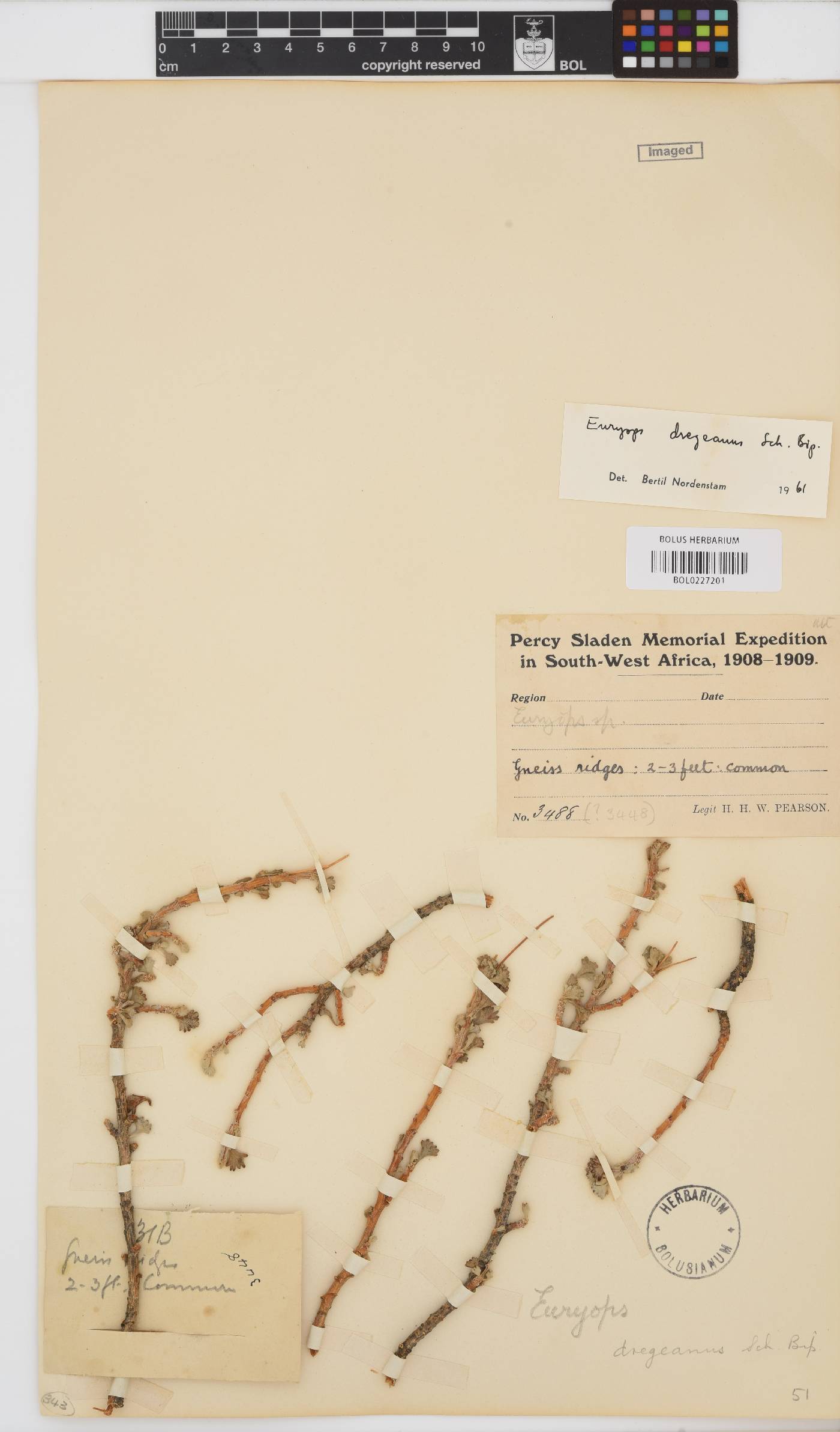 Euryops dregeanus image