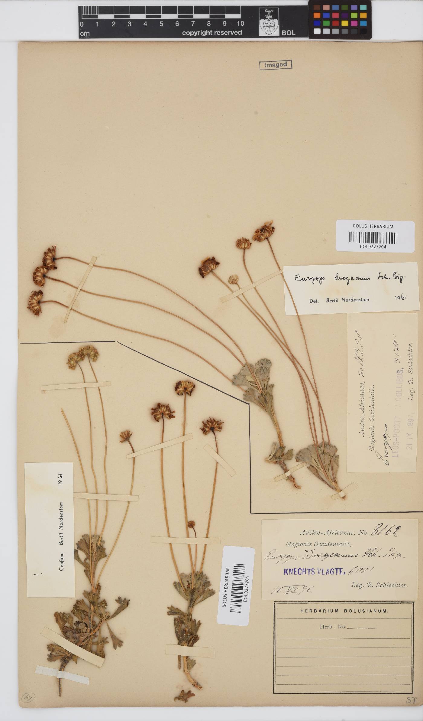 Euryops dregeanus image