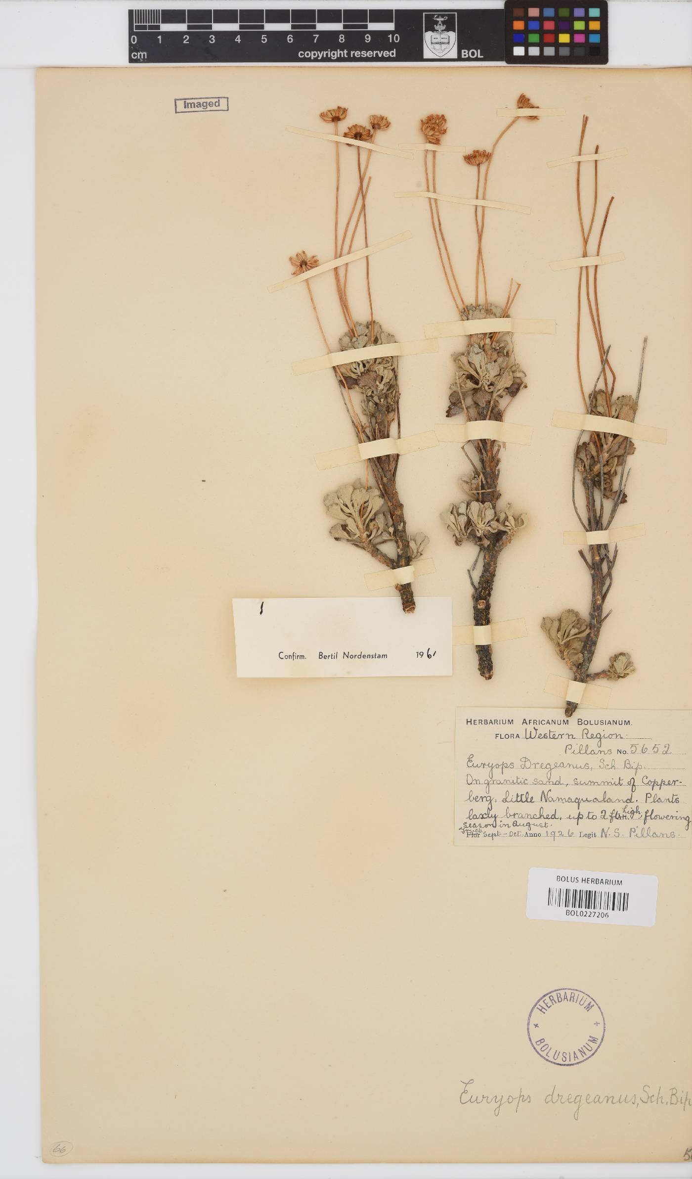Euryops dregeanus image