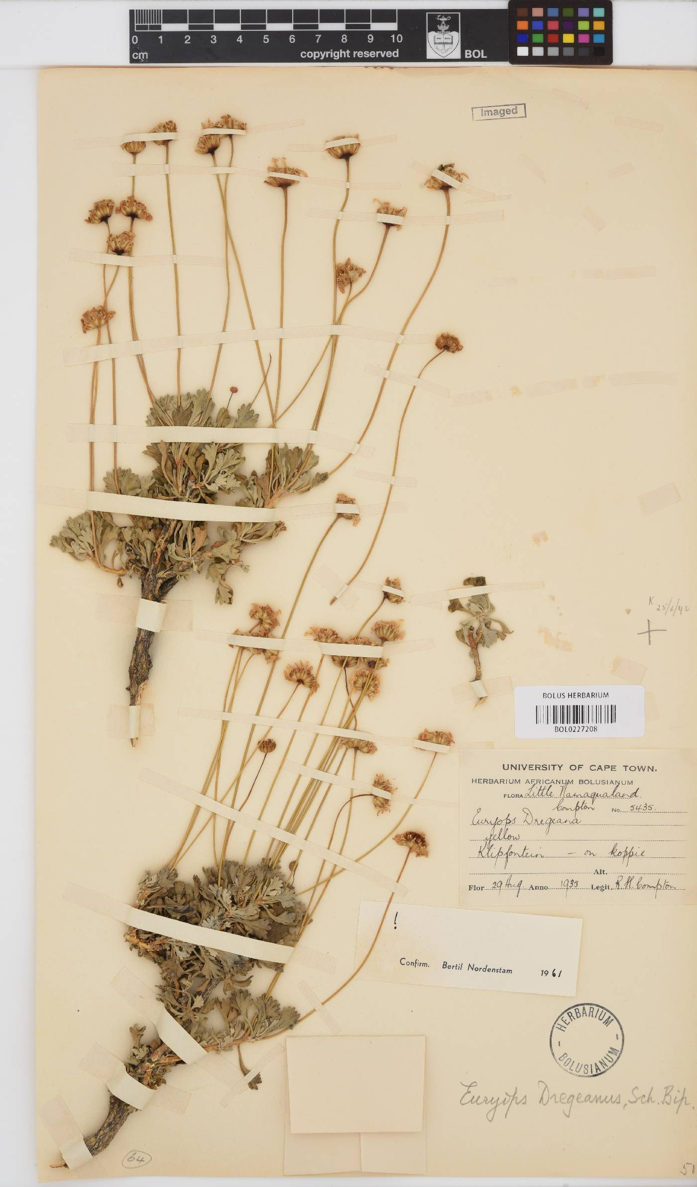 Euryops dregeanus image