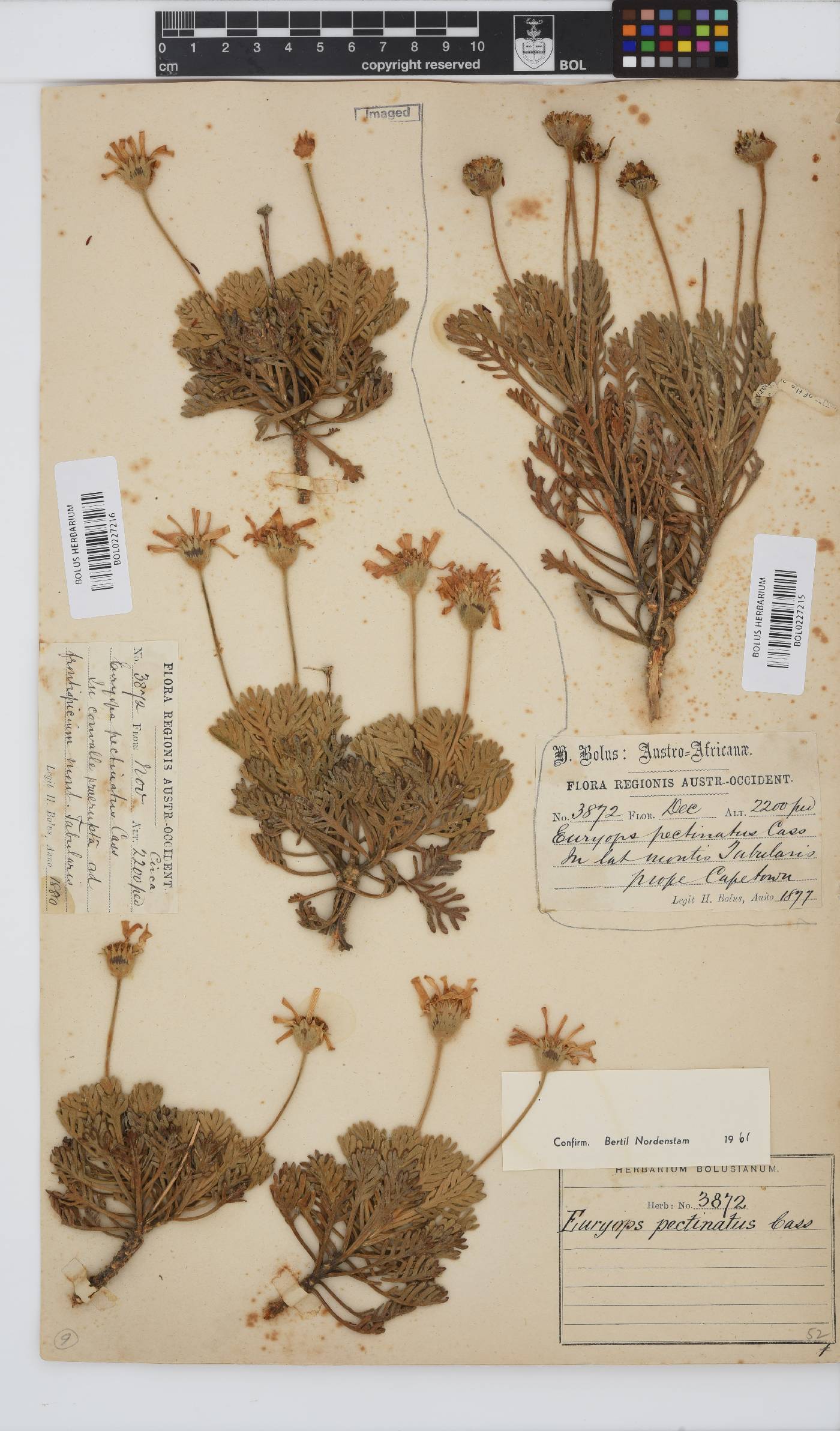 Euryops pectinatus subsp. pectinatus image