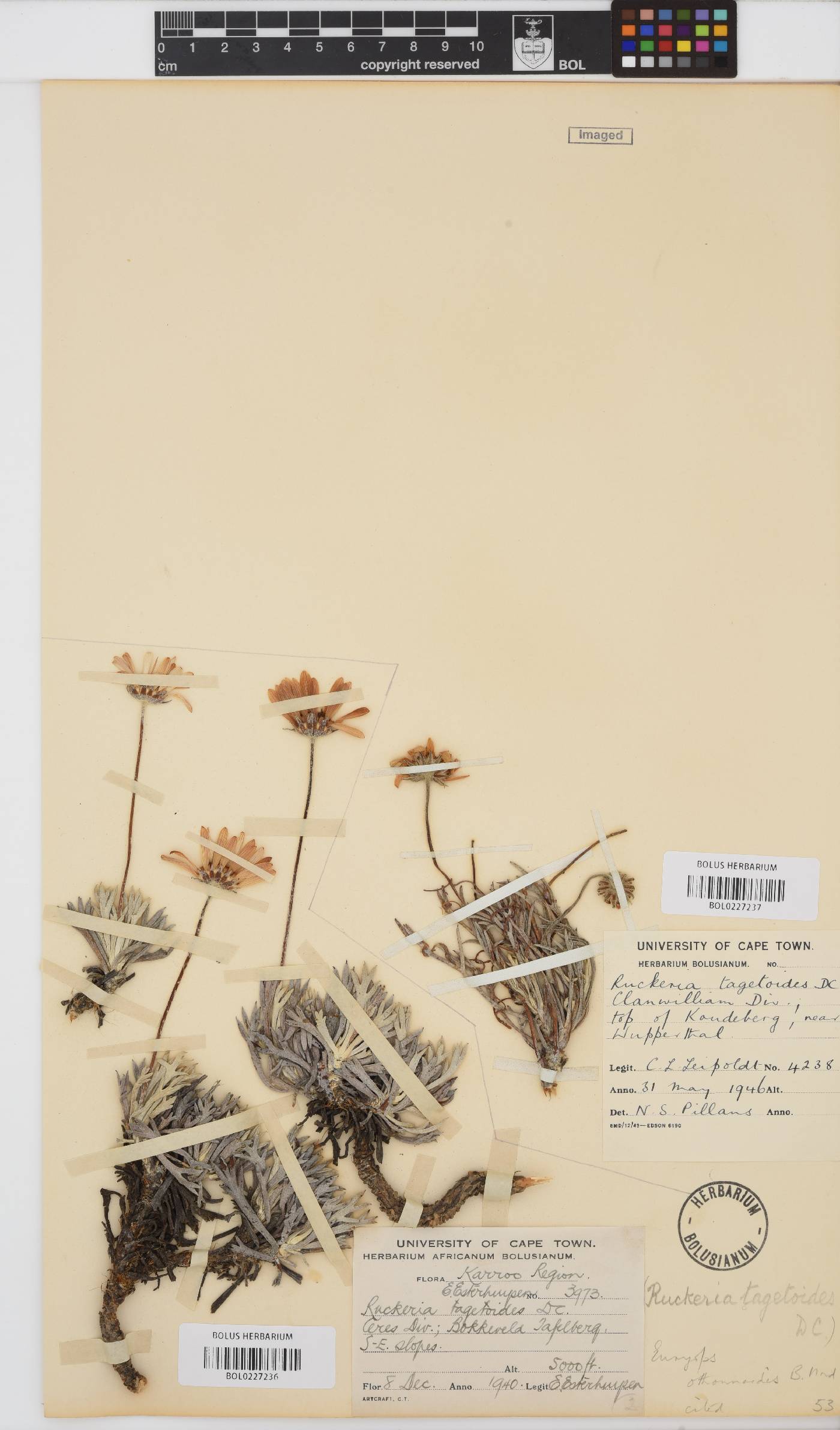 Euryops othonnoides image