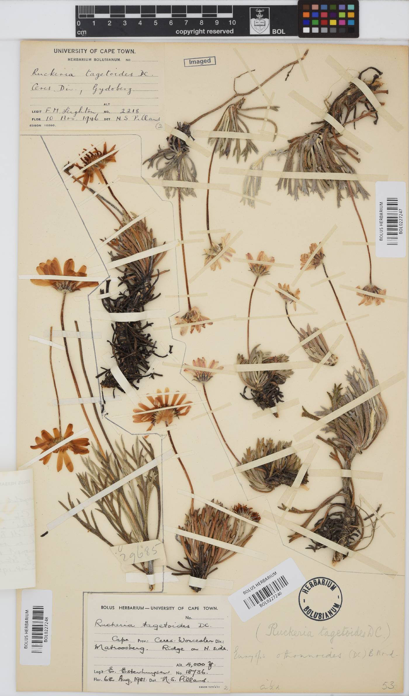 Euryops othonnoides image