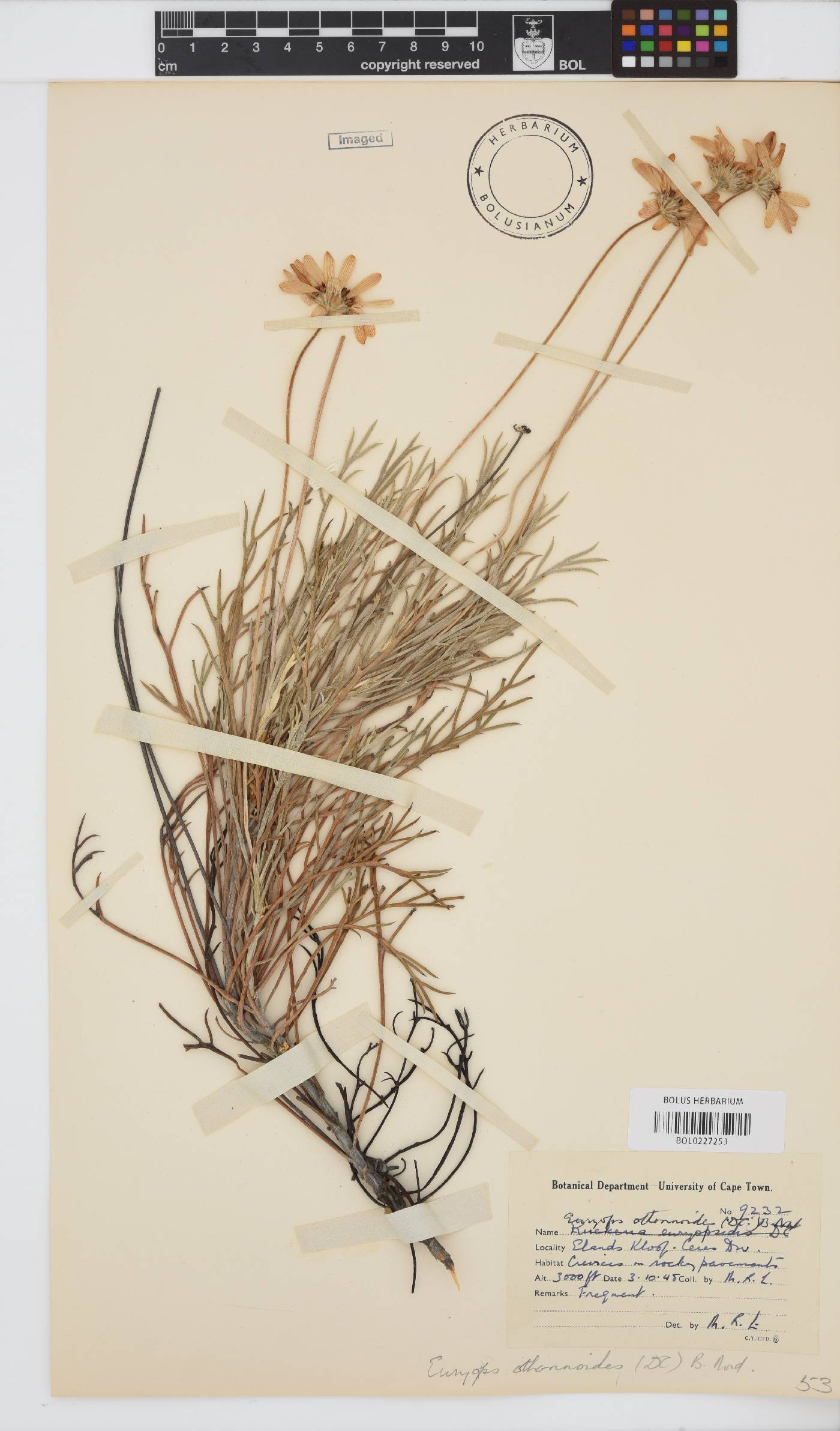 Euryops othonnoides image