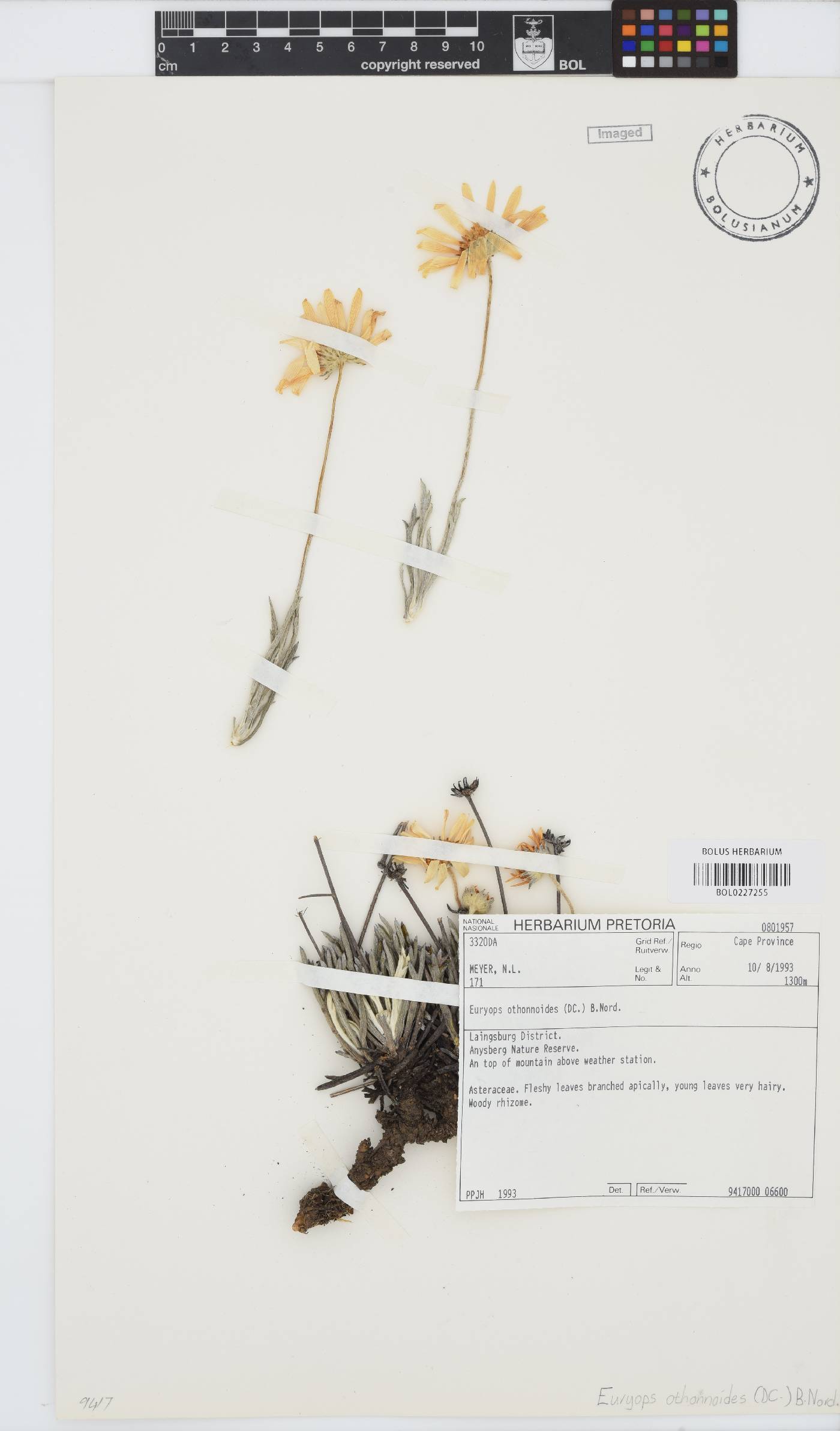 Euryops othonnoides image