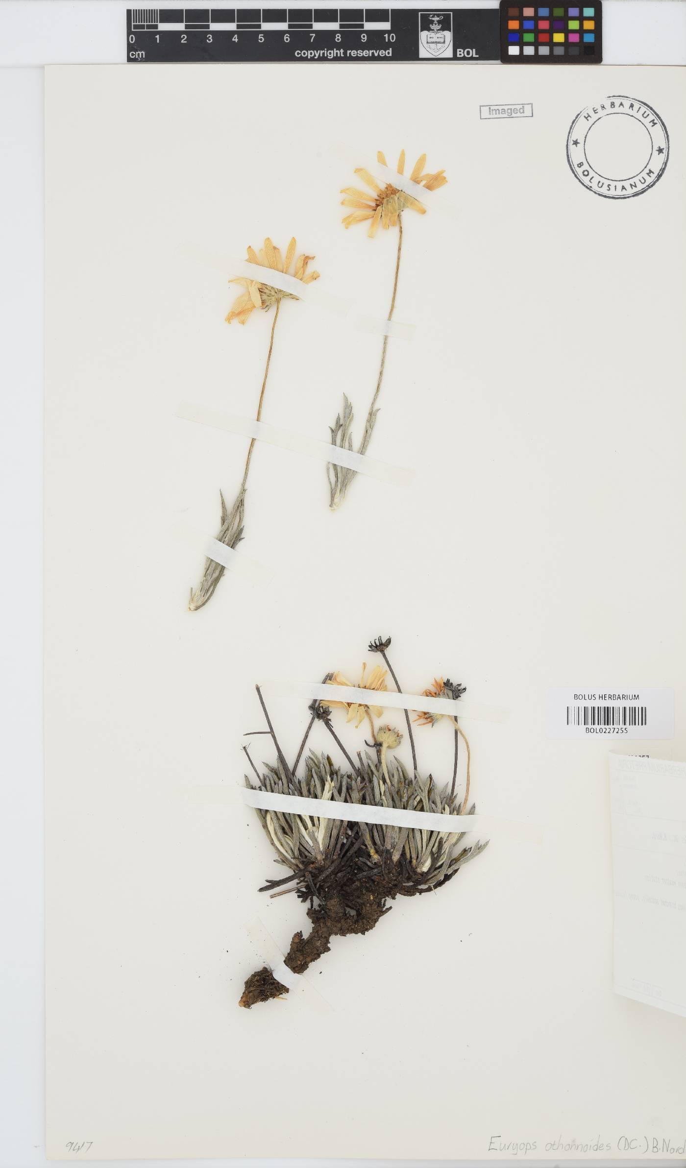 Euryops othonnoides image