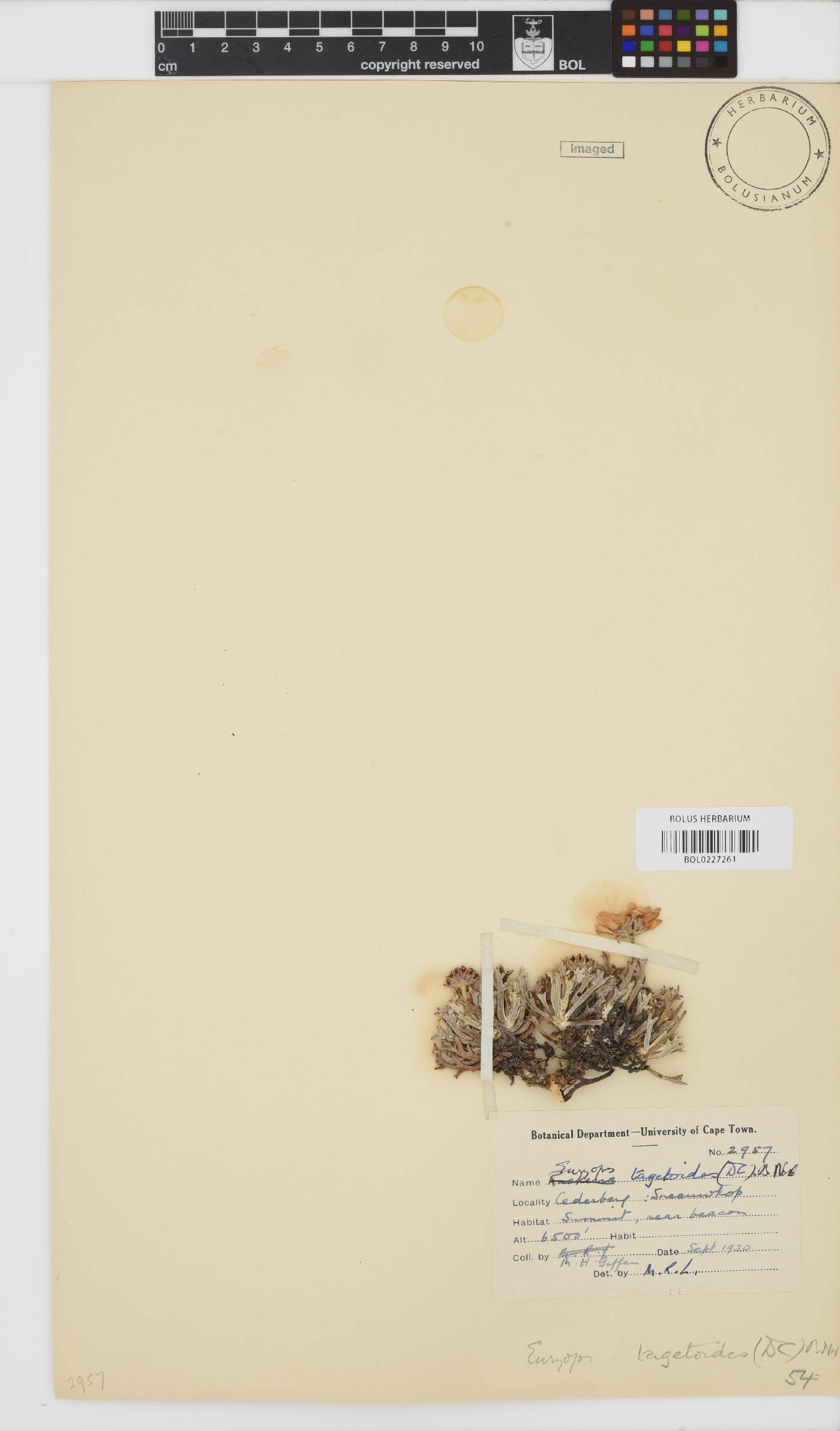 Euryops tagetoides image