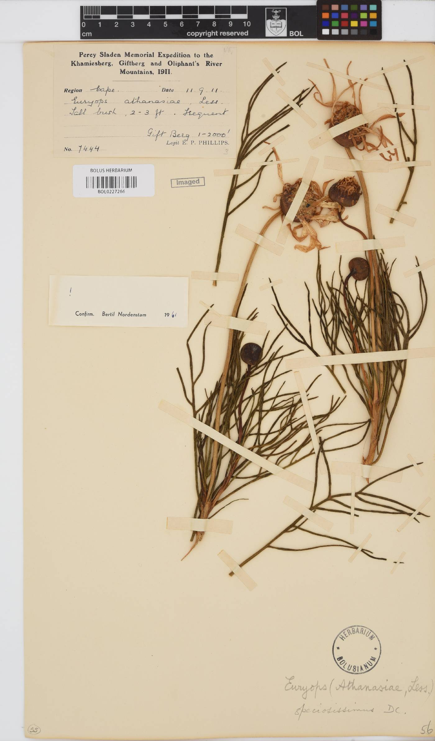Euryops speciosissimus image