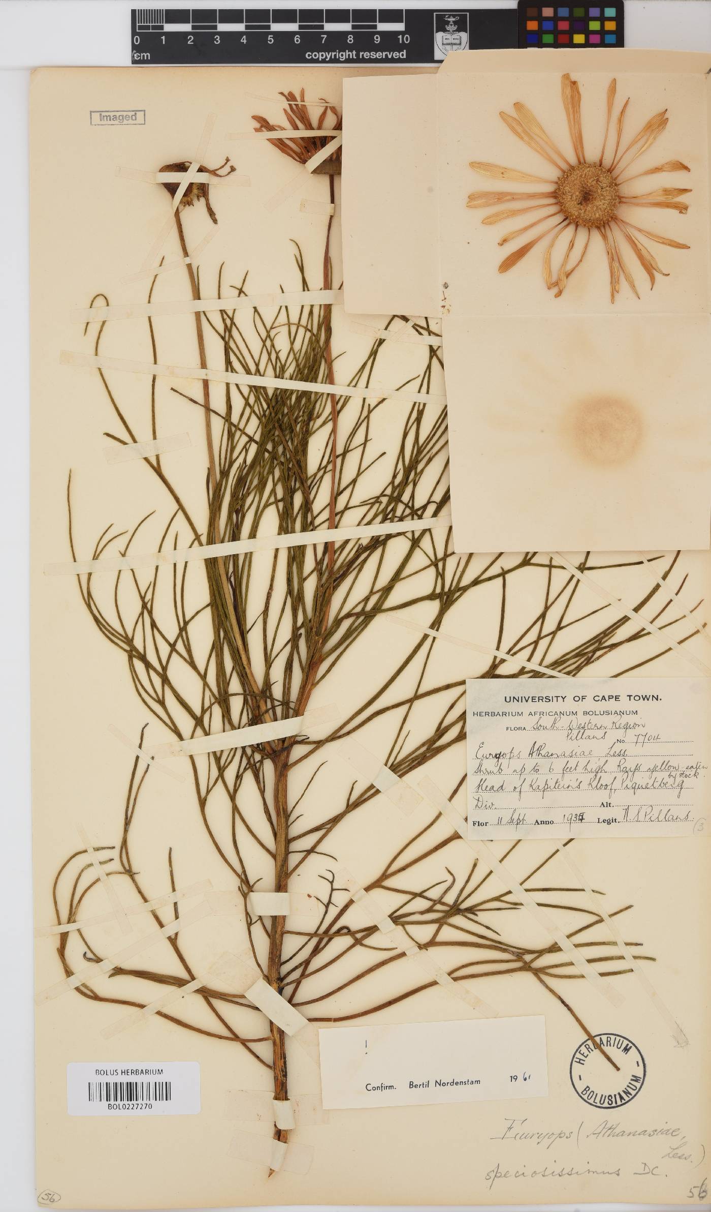 Euryops speciosissimus image