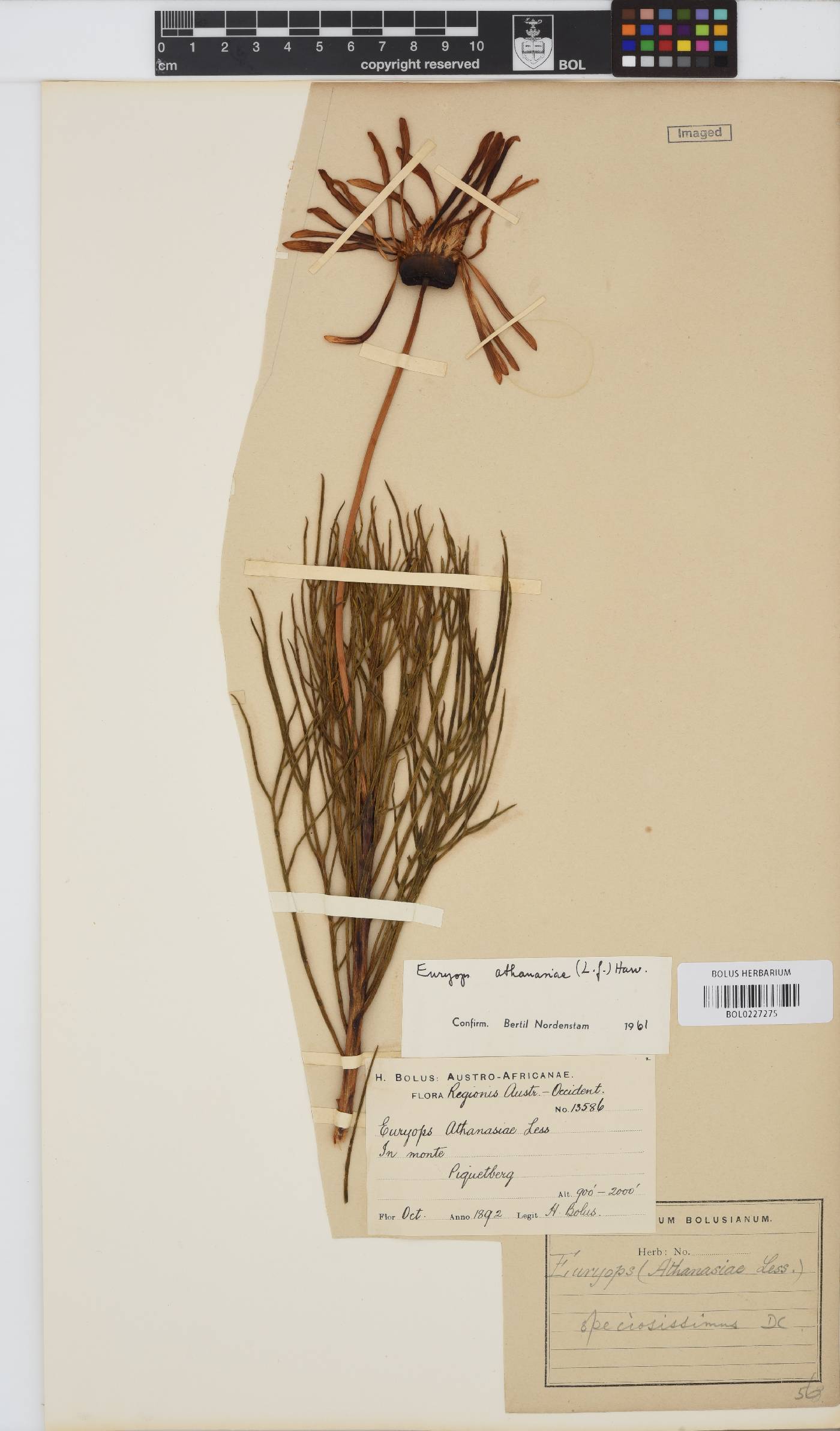 Euryops speciosissimus image
