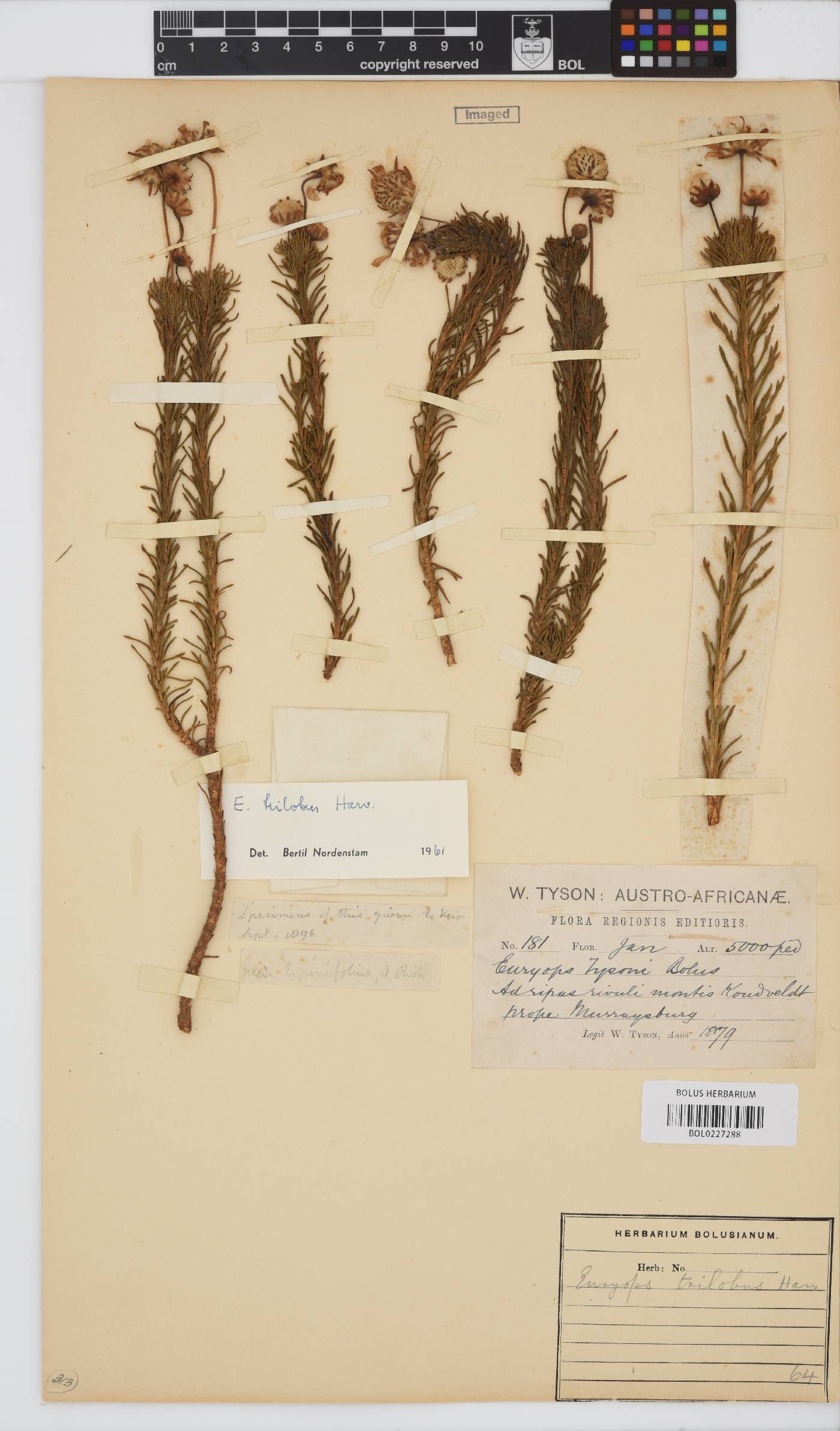 Euryops trilobus image
