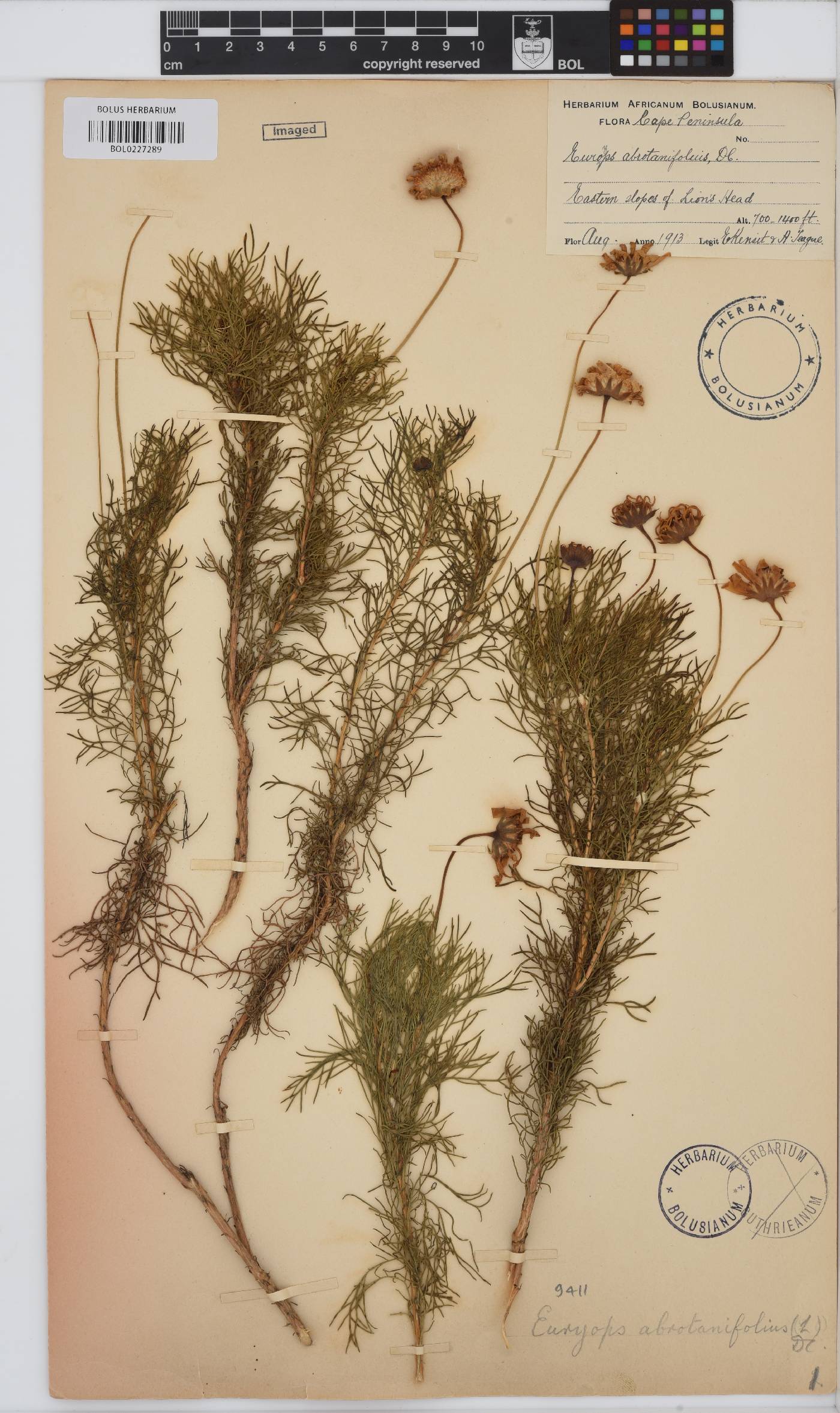 Euryops abrotanifolius image