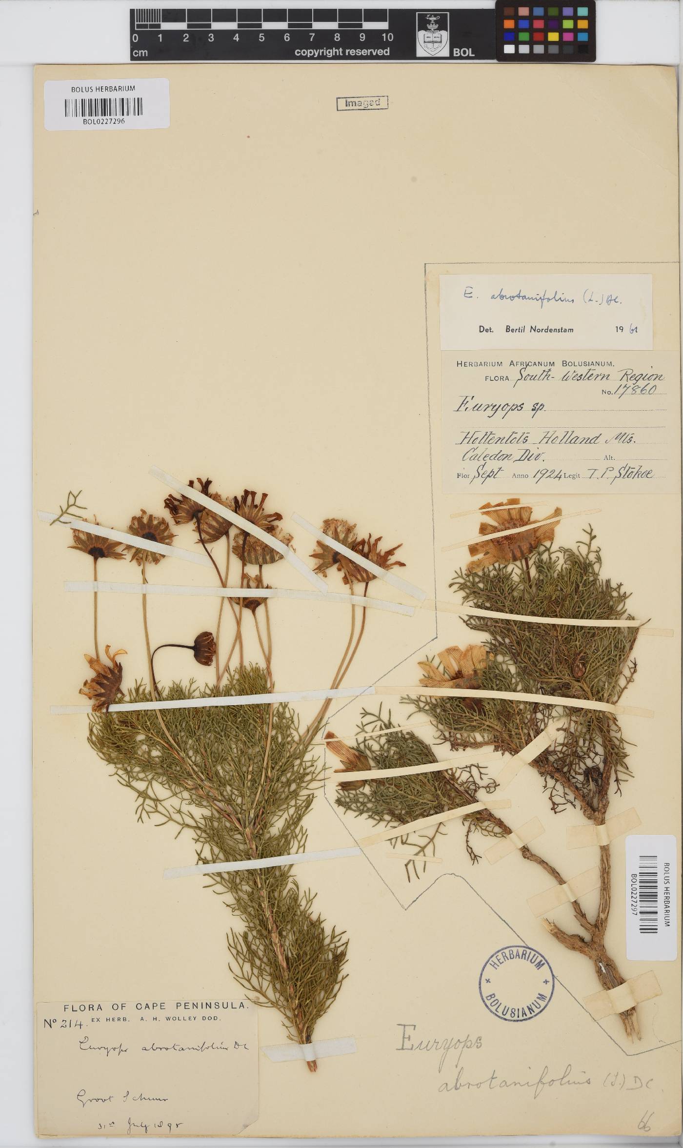 Euryops abrotanifolius image