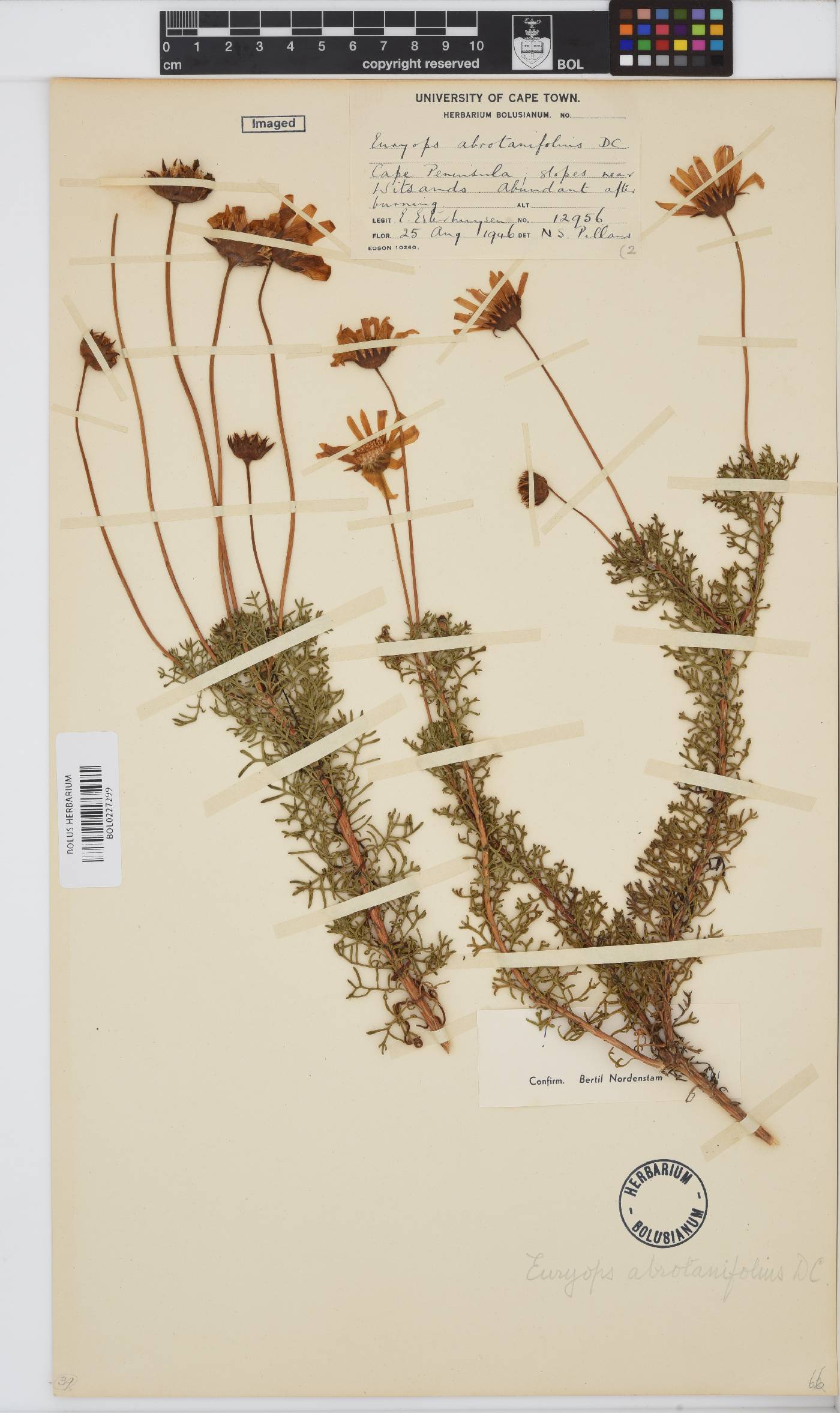Euryops abrotanifolius image