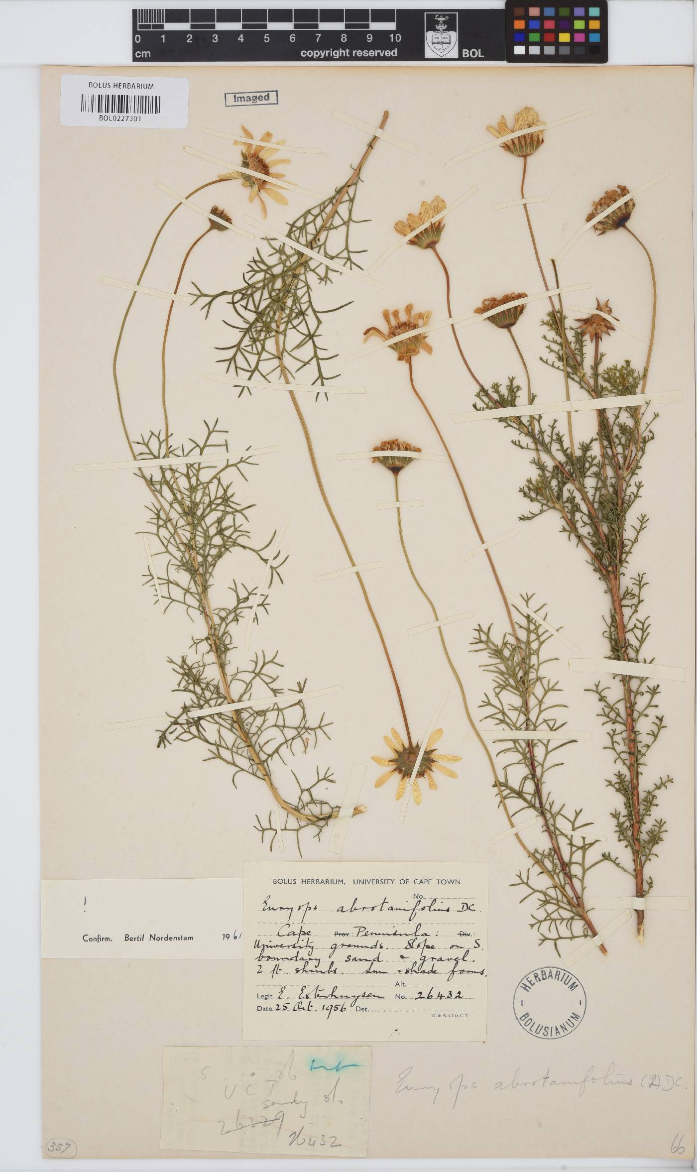 Euryops abrotanifolius image