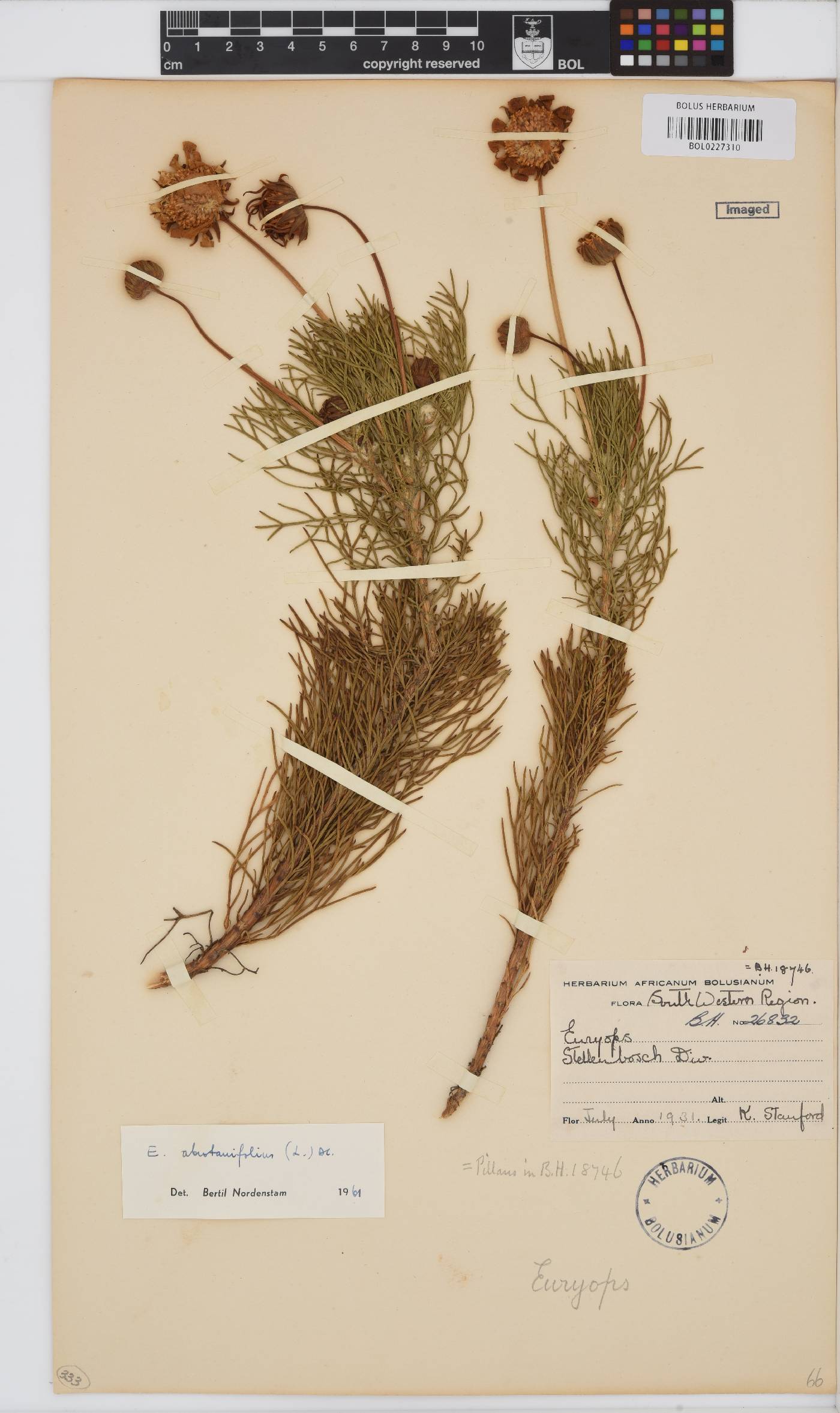 Euryops abrotanifolius image