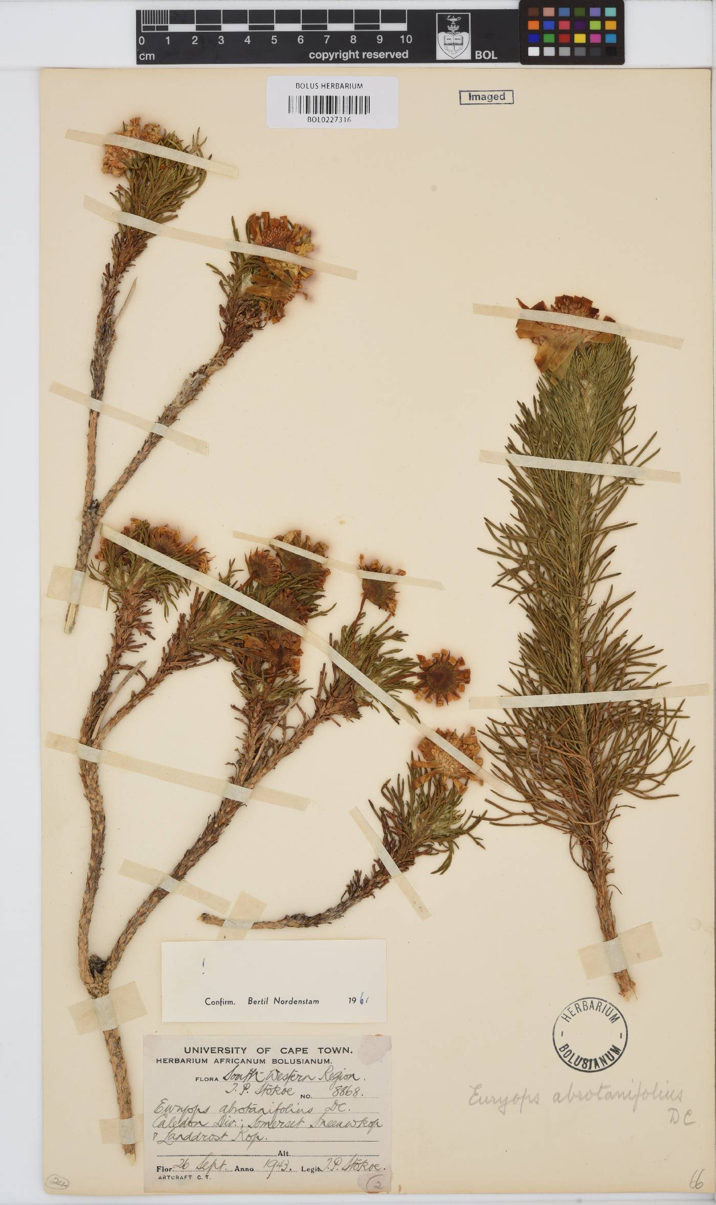 Euryops abrotanifolius image