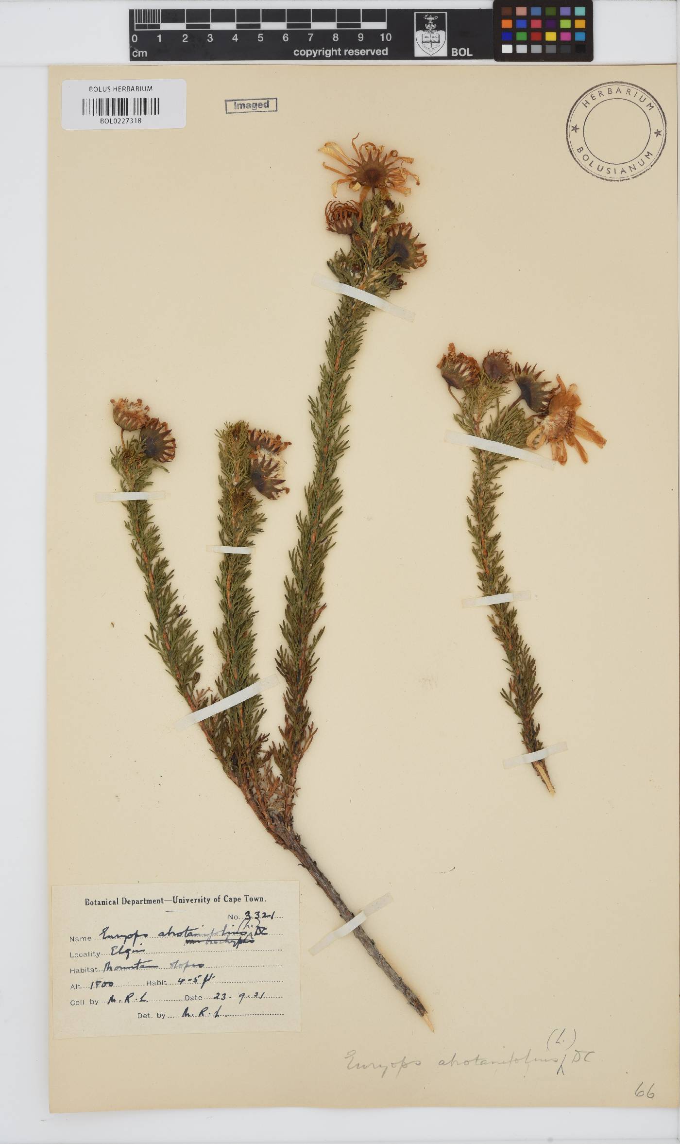 Euryops abrotanifolius image