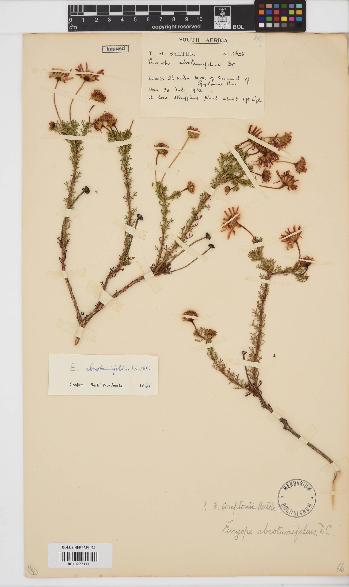 Euryops abrotanifolius image