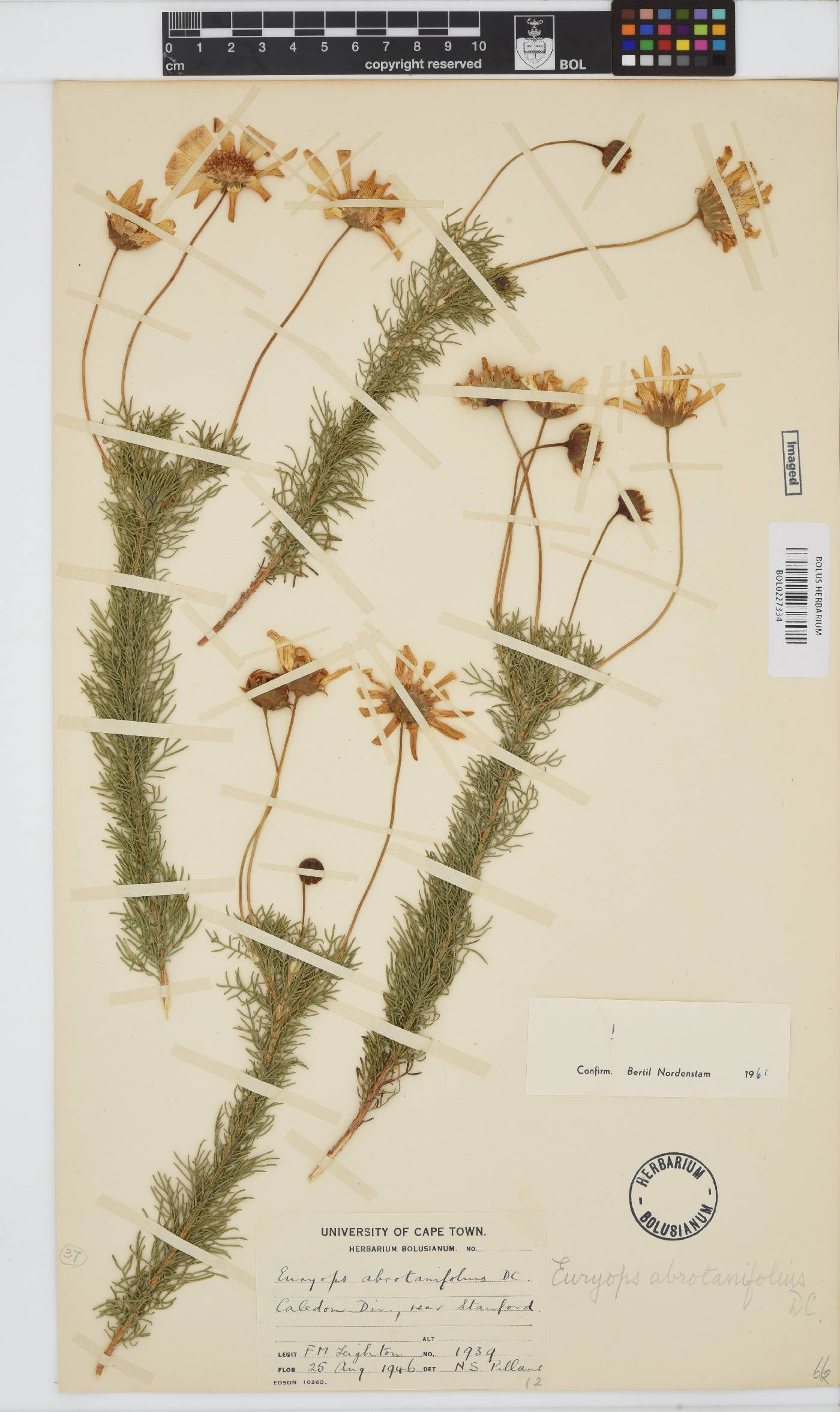 Euryops abrotanifolius image