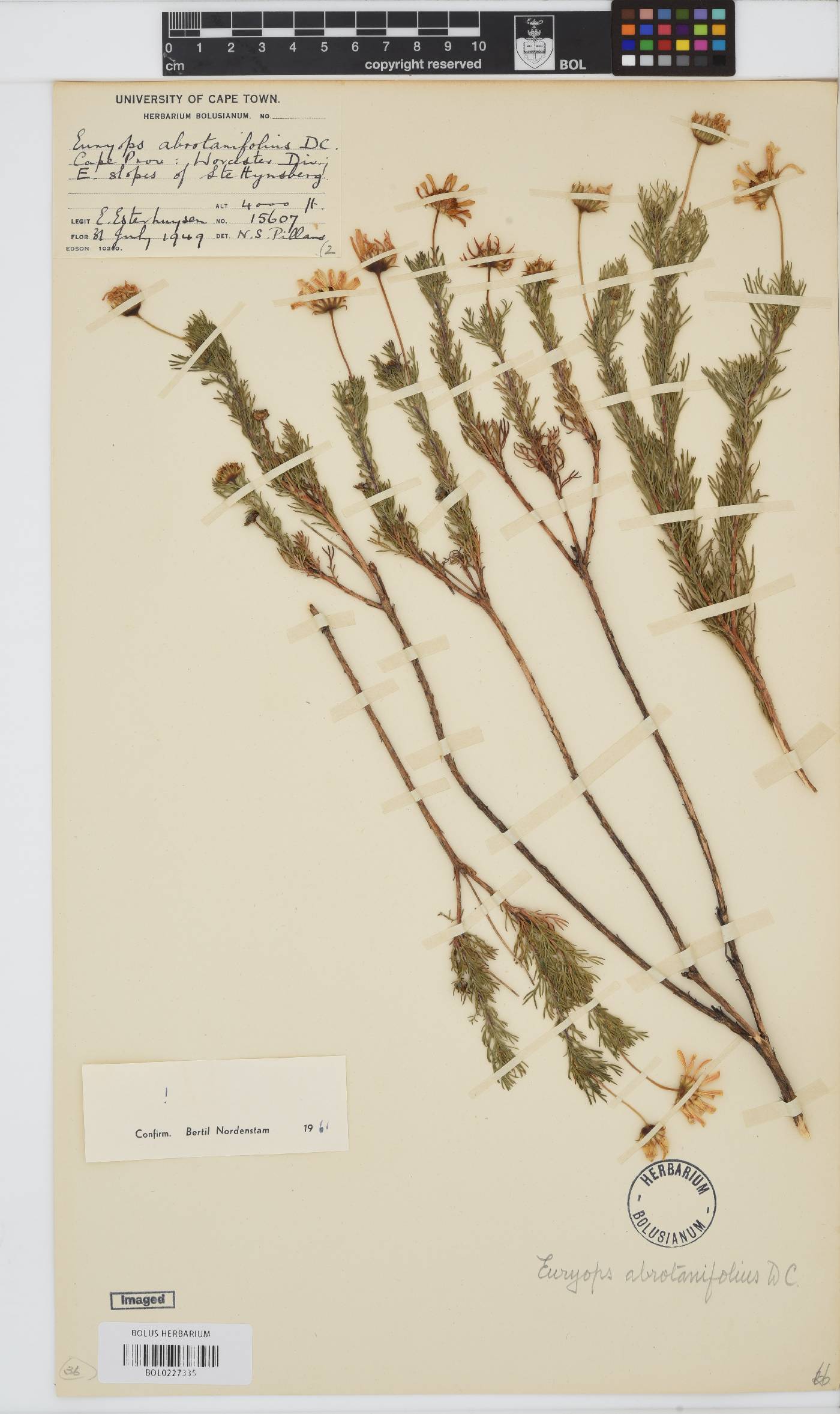 Euryops abrotanifolius image