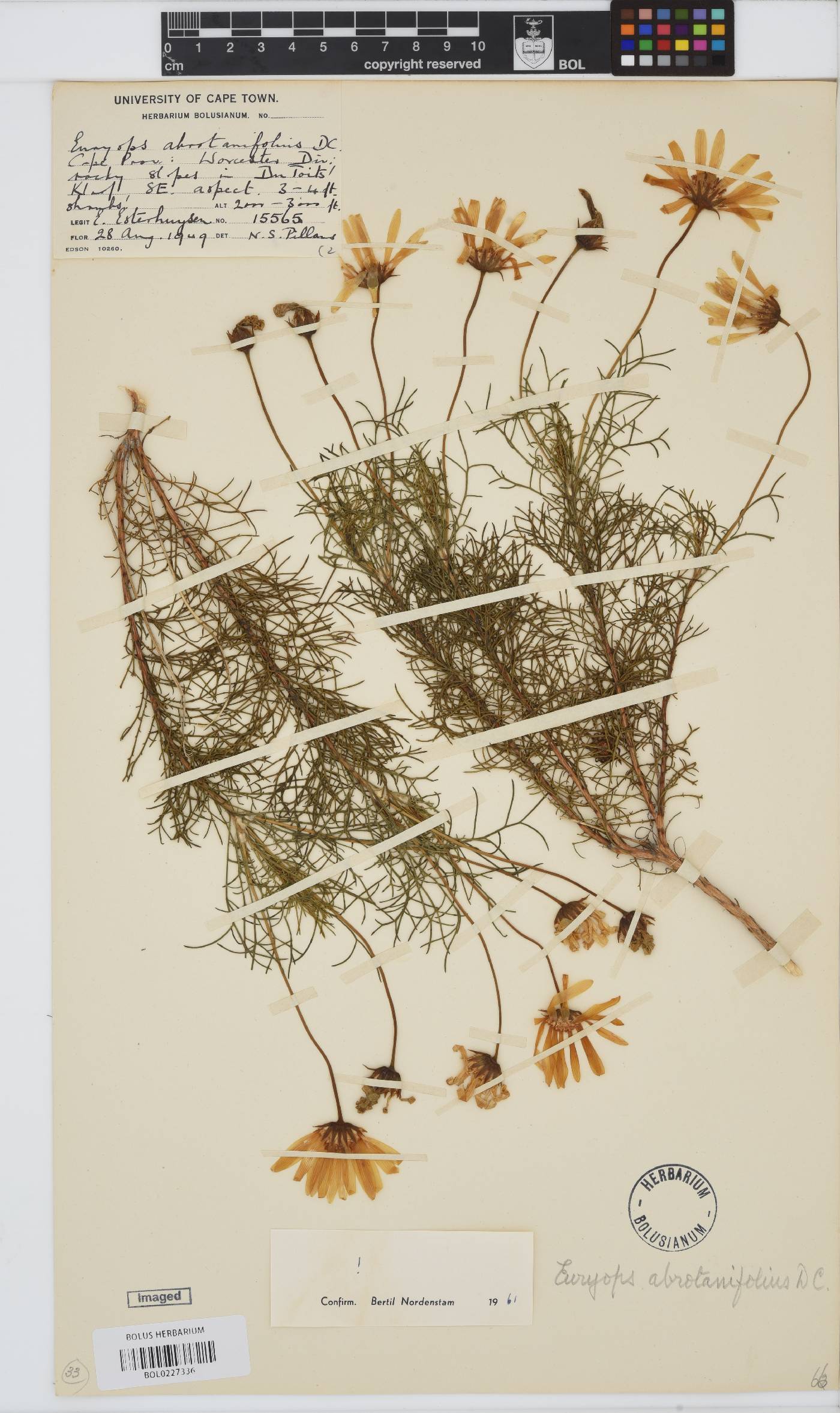 Euryops abrotanifolius image