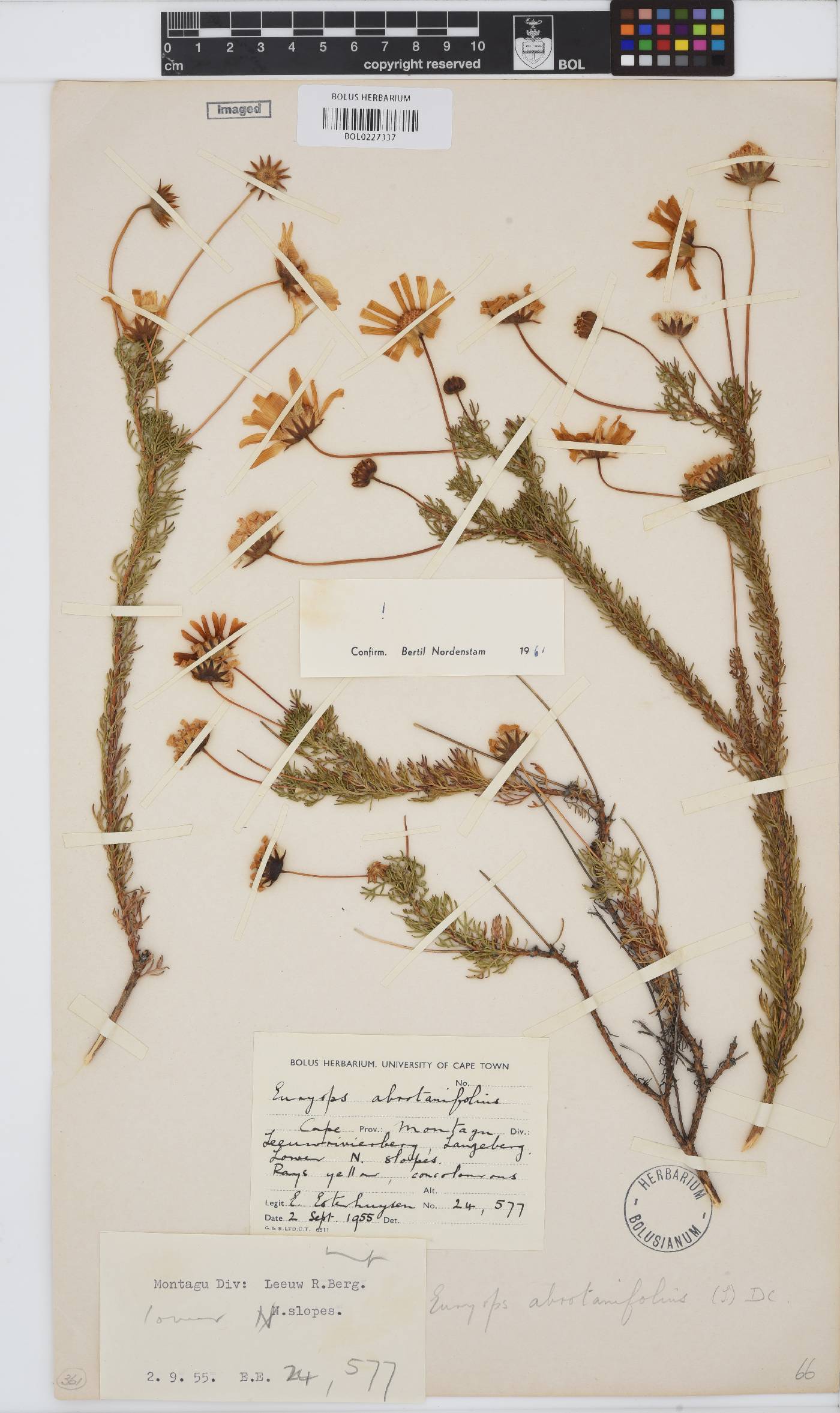 Euryops abrotanifolius image