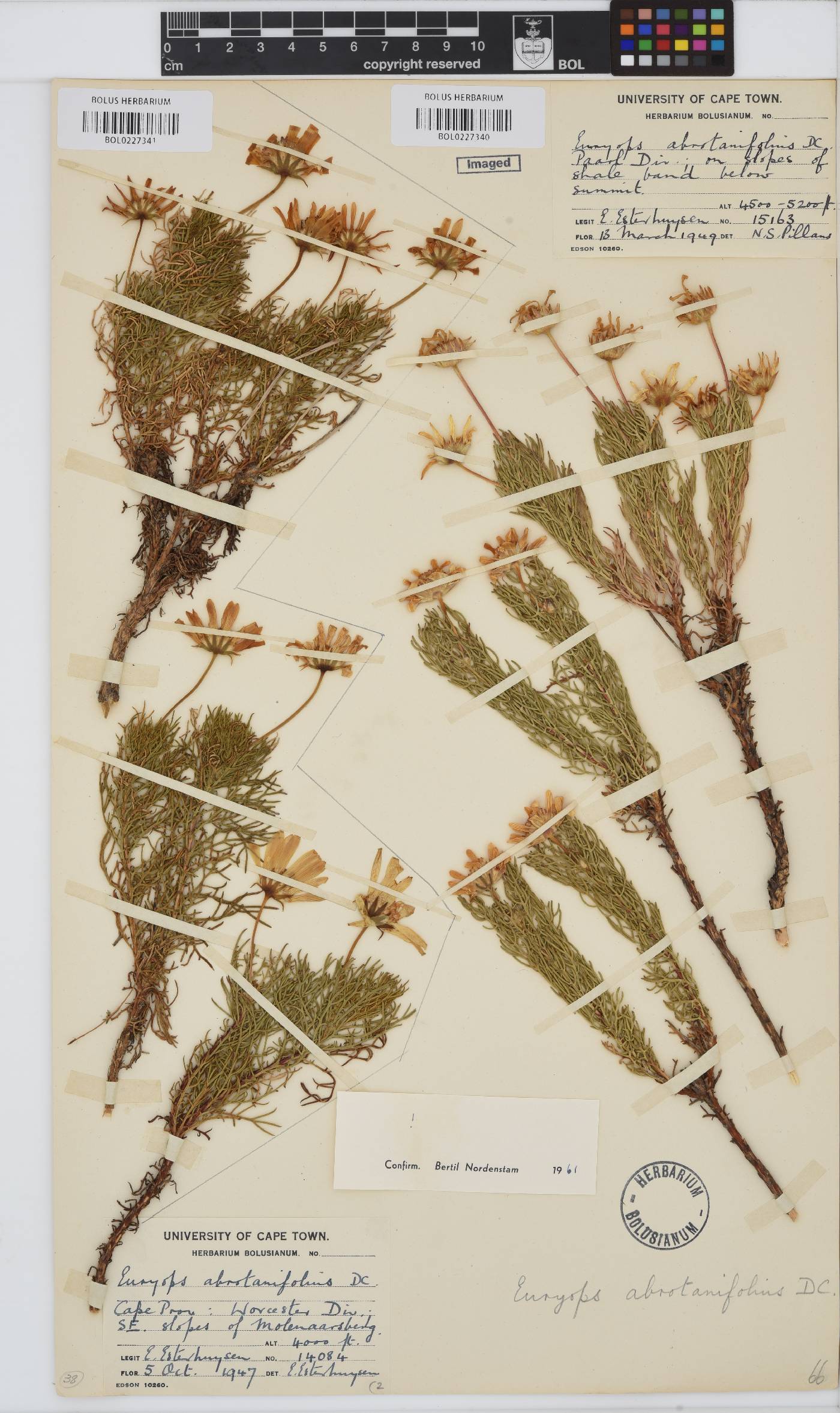 Euryops abrotanifolius image