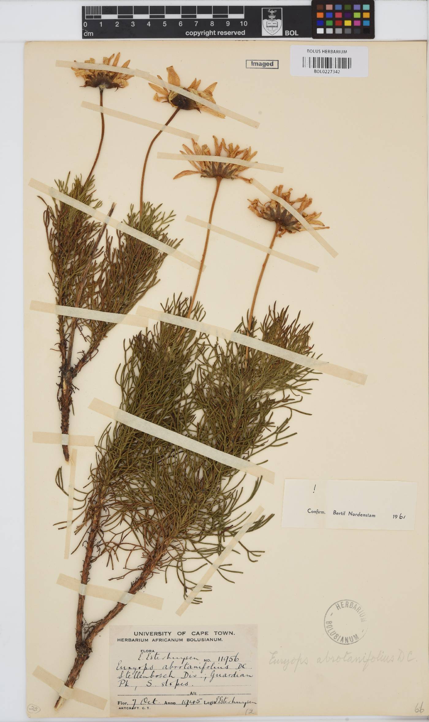 Euryops abrotanifolius image