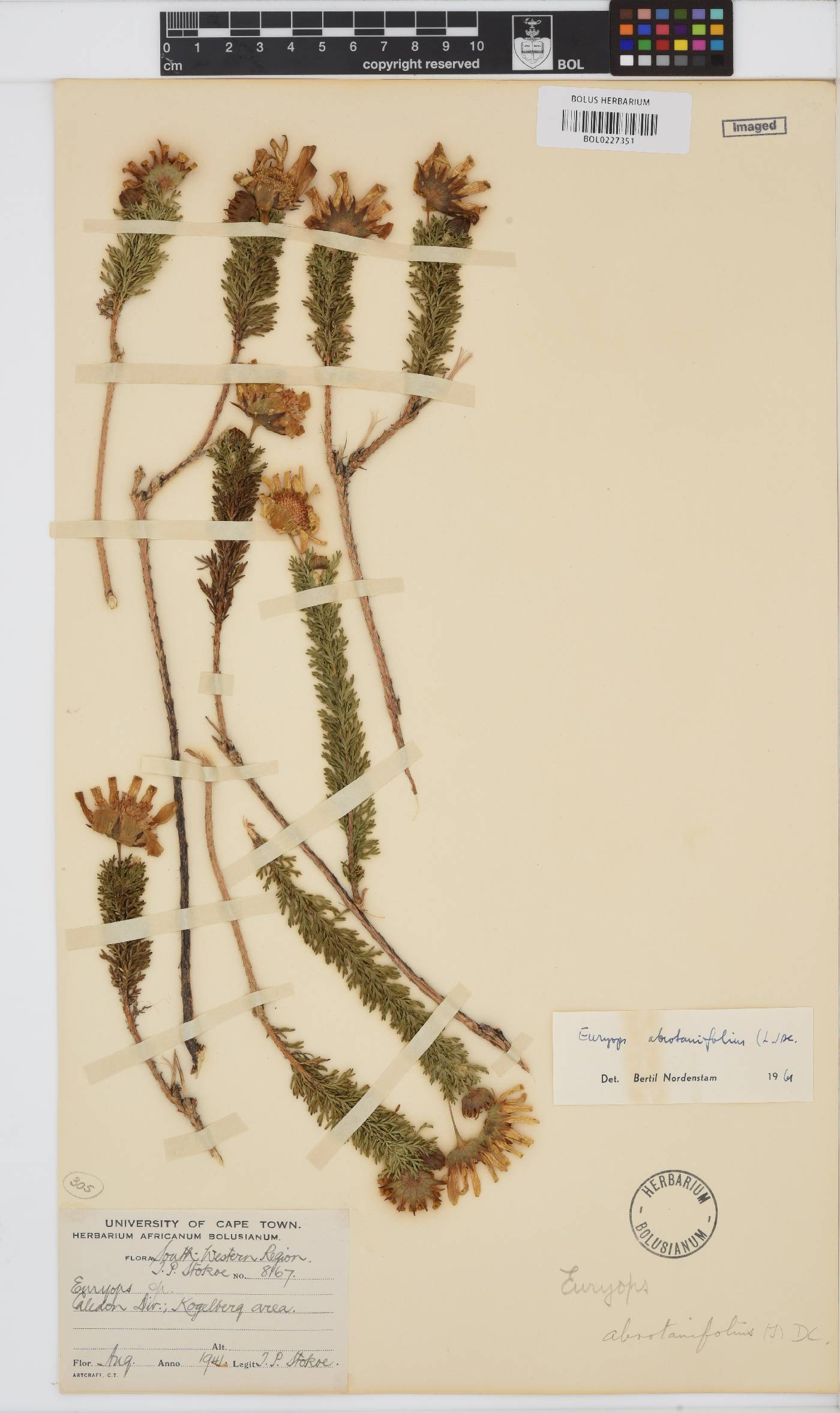Euryops abrotanifolius image
