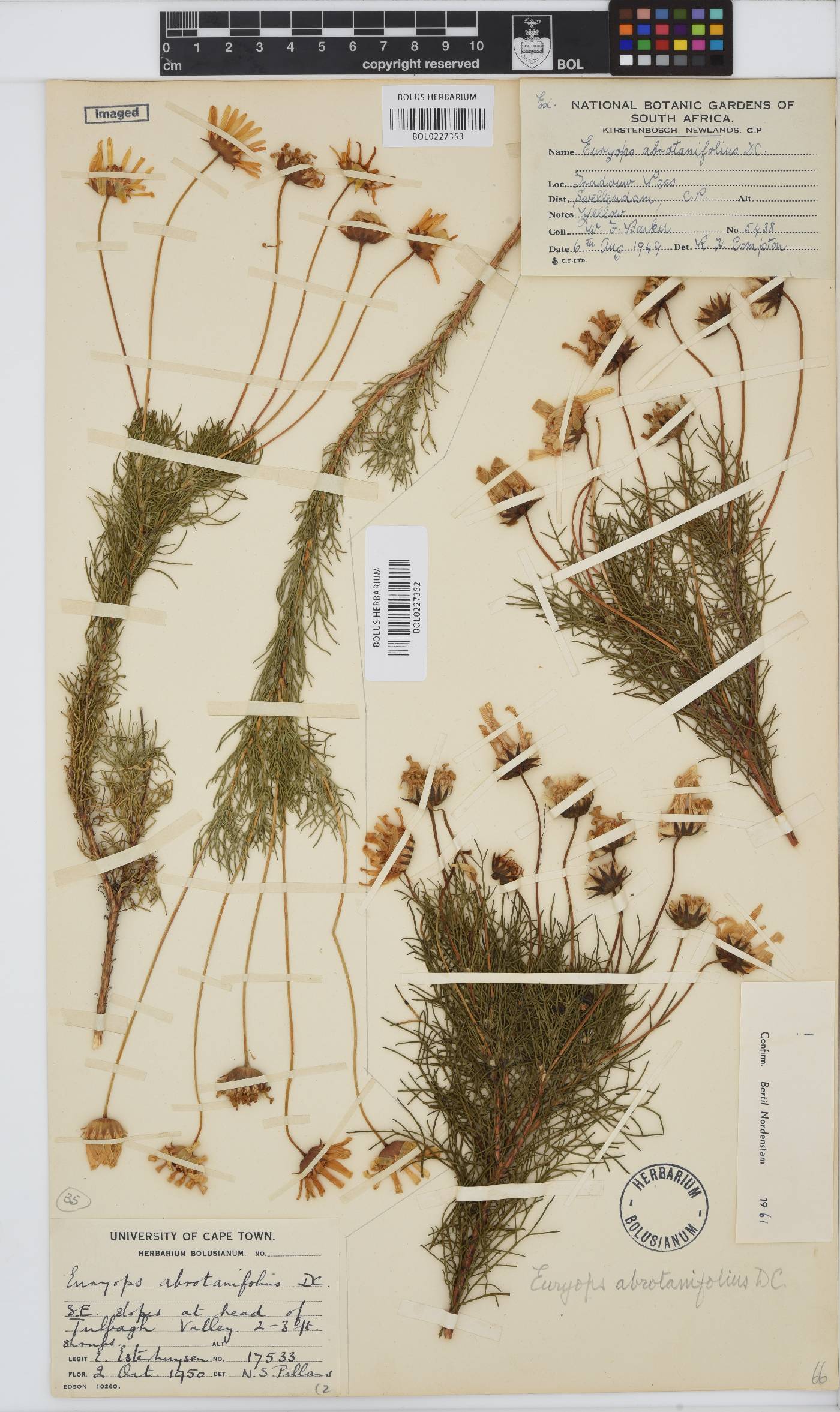 Euryops abrotanifolius image