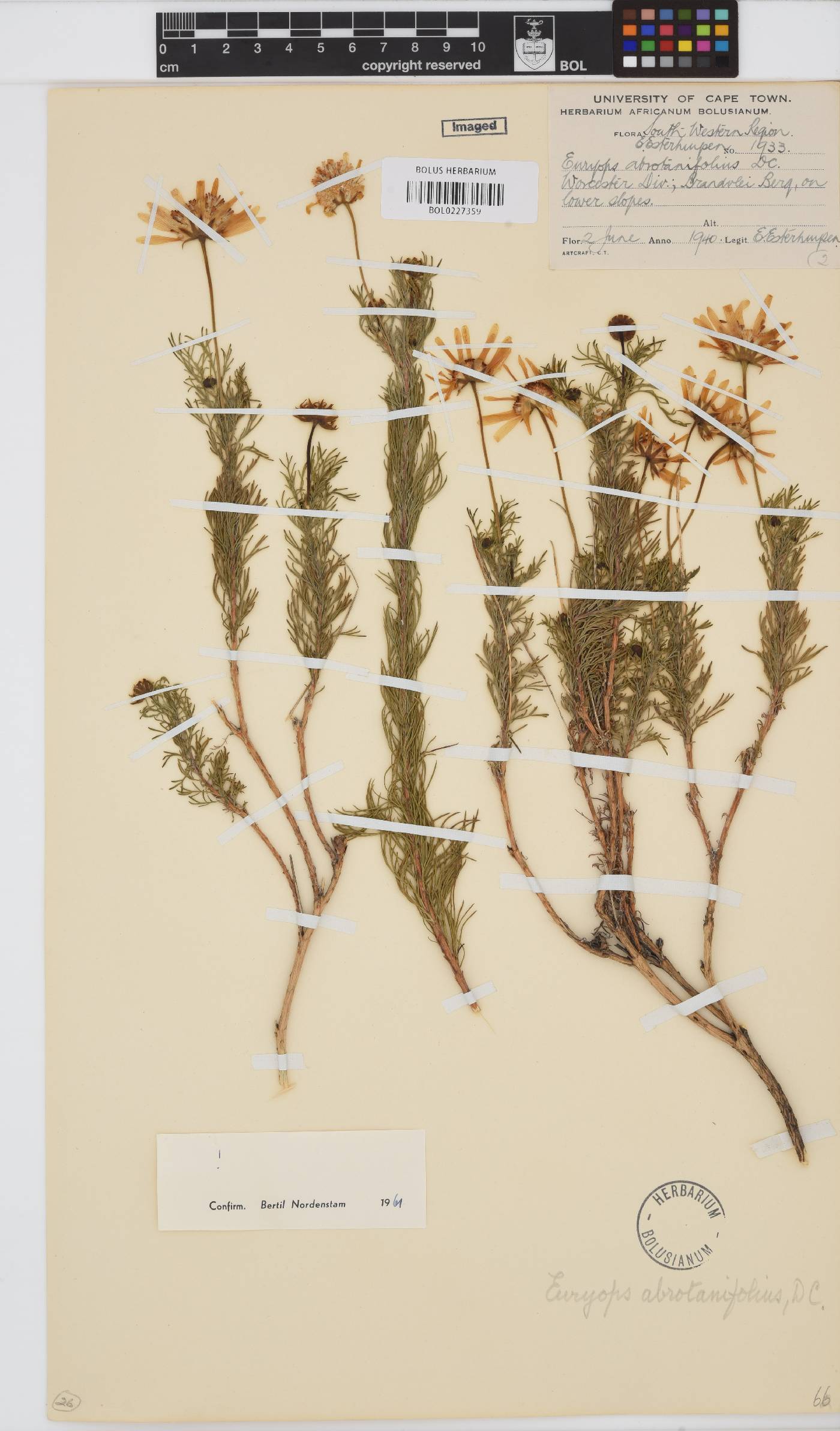 Euryops abrotanifolius image
