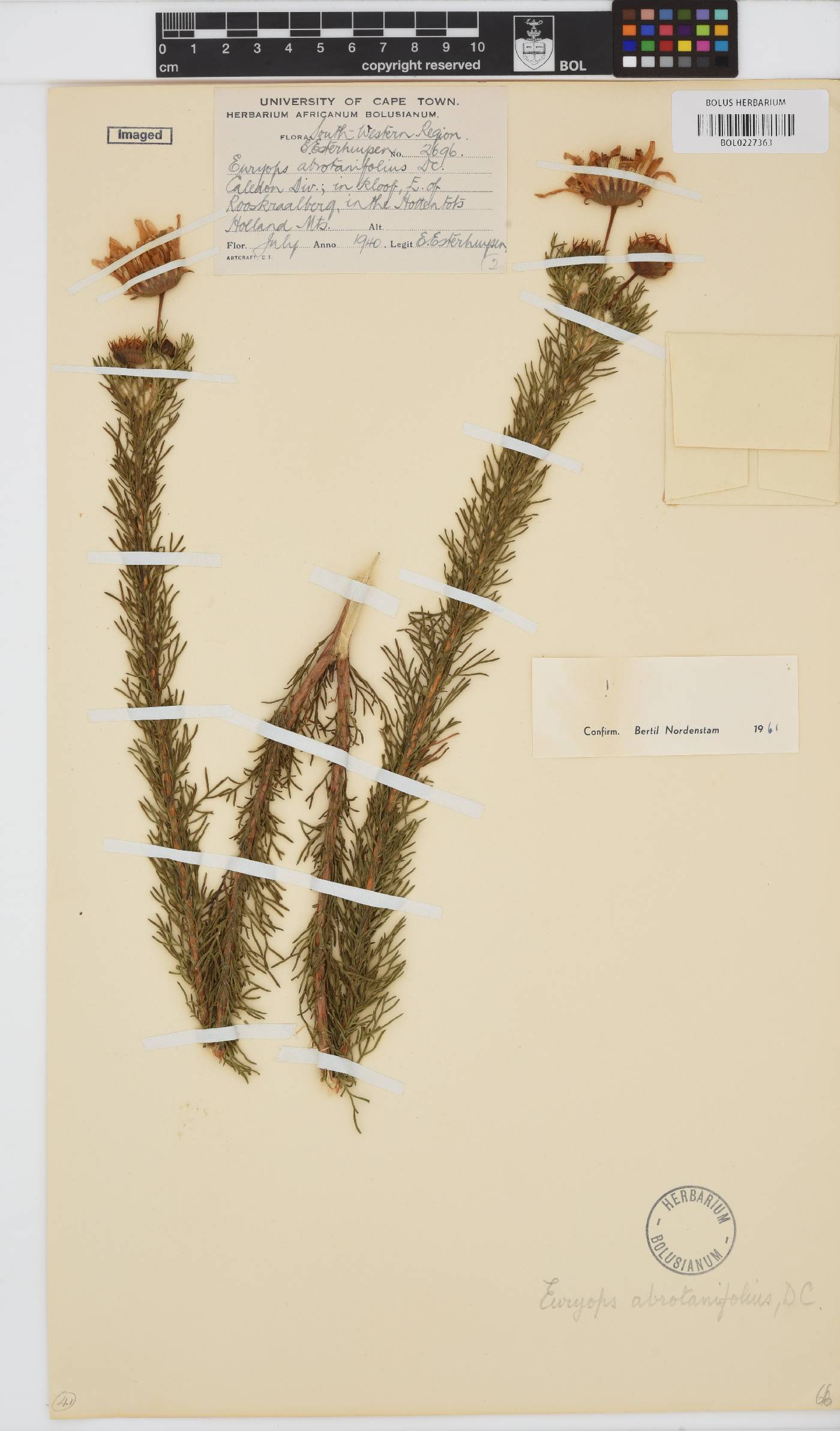 Euryops abrotanifolius image