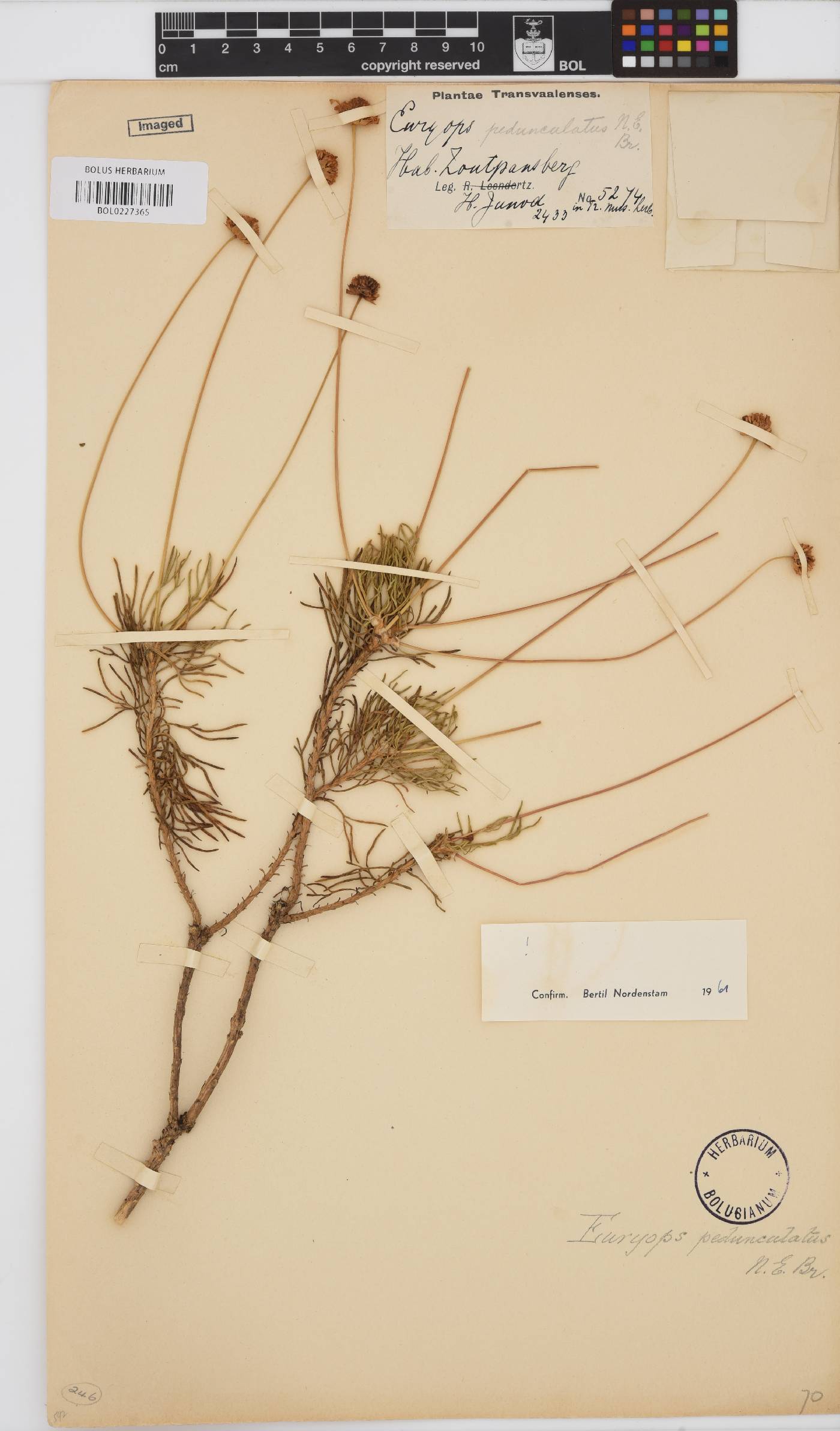 Euryops pedunculatus image