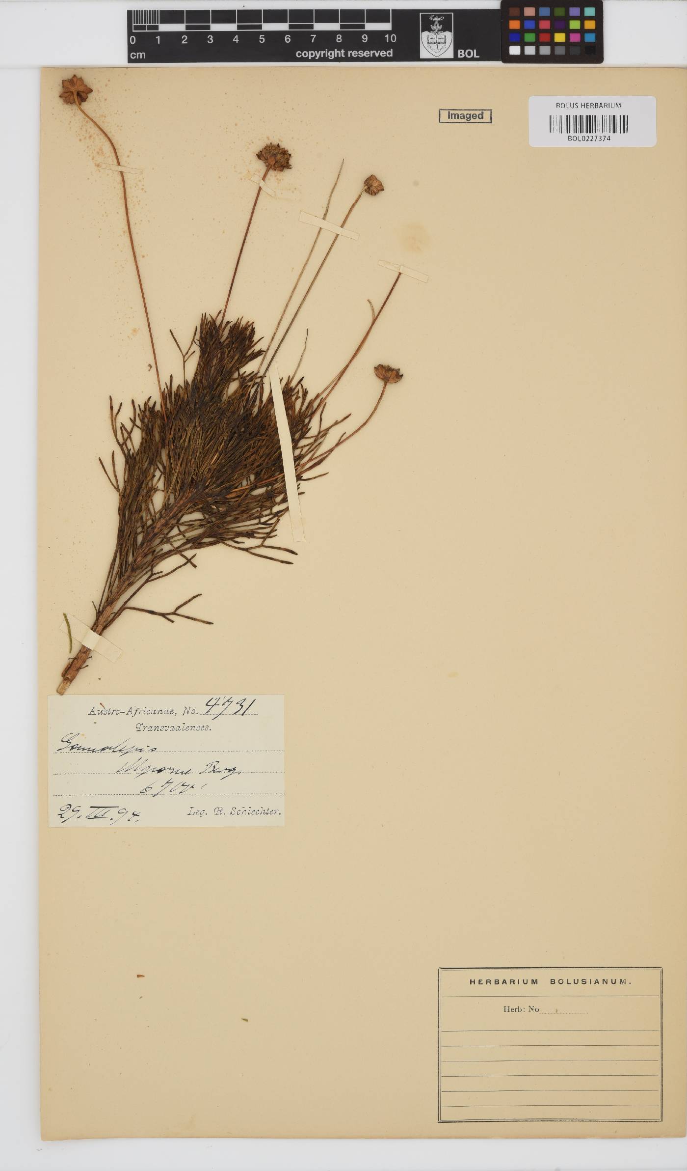 Euryops pedunculatus image