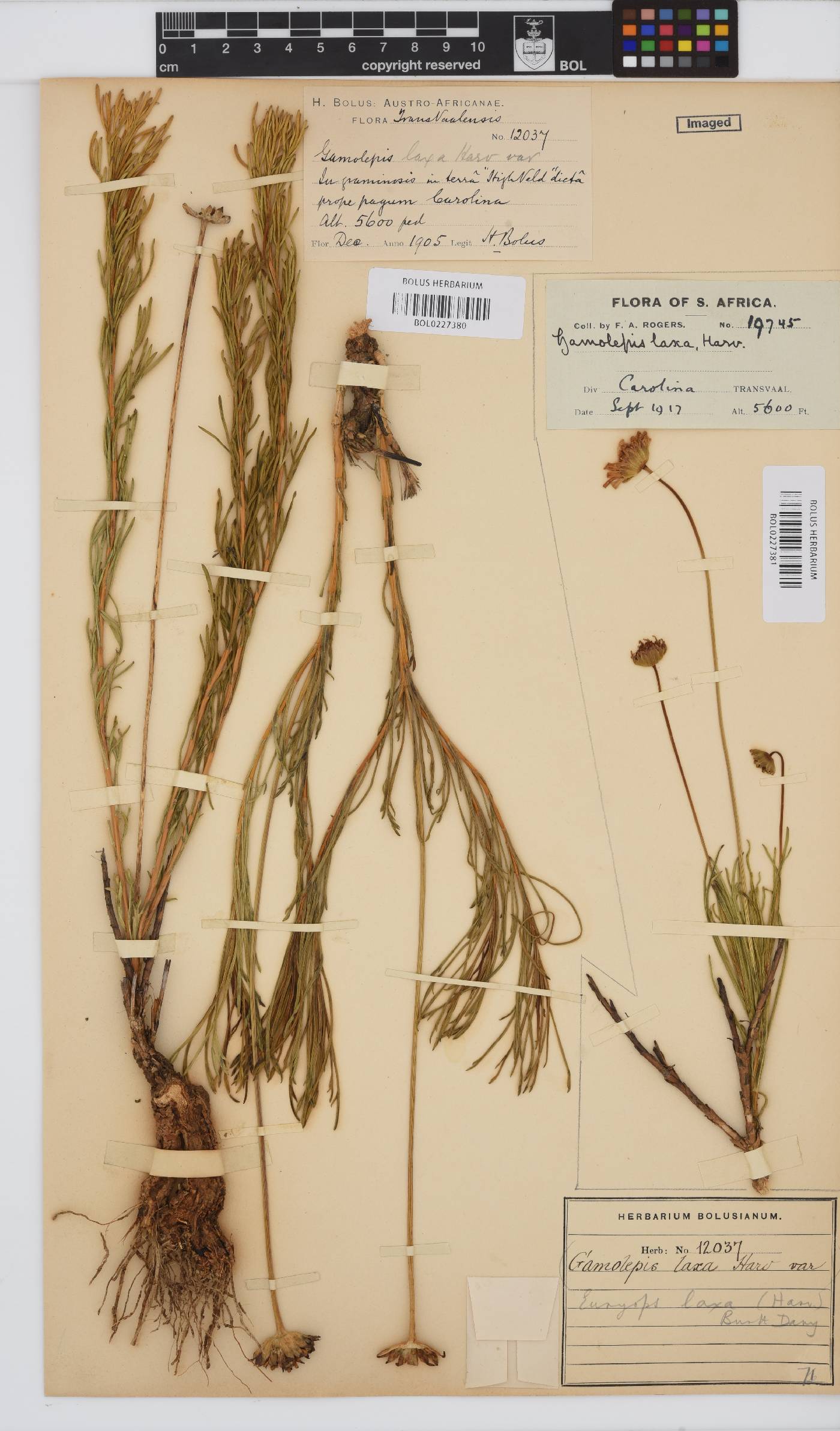 Euryops laxus image