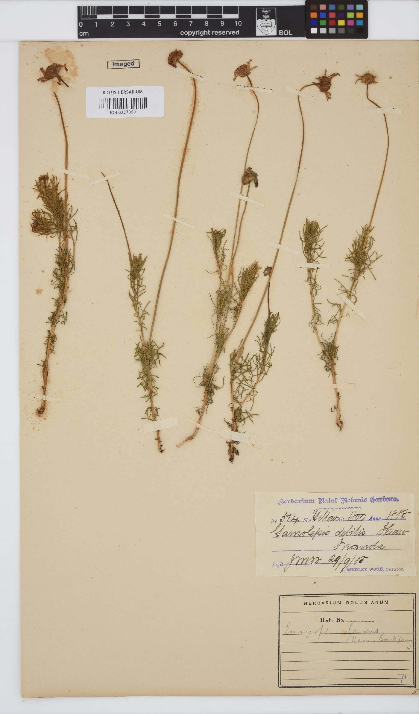 Euryops laxus image