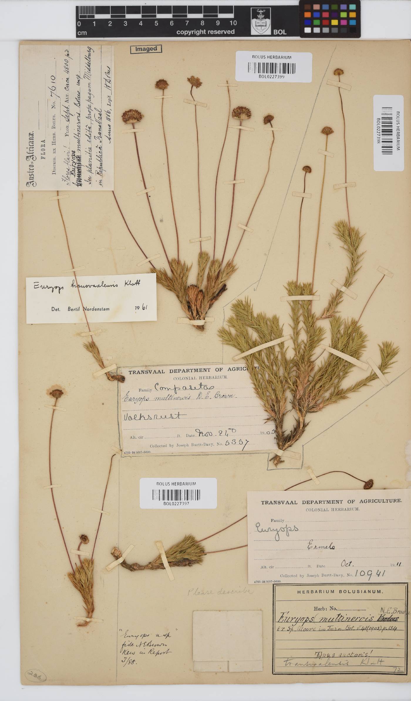 Euryops transvaalensis image