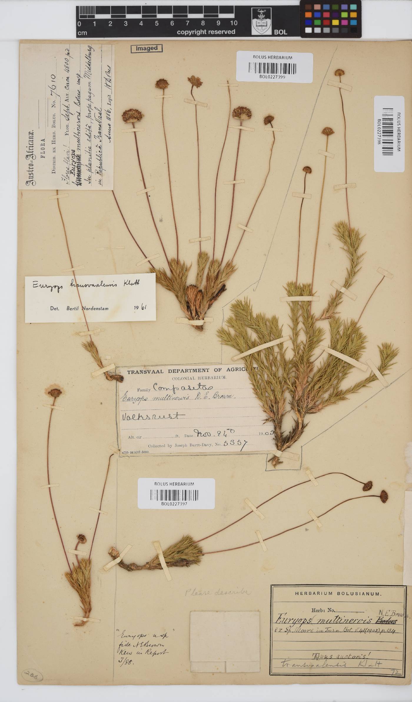 Euryops transvaalensis image