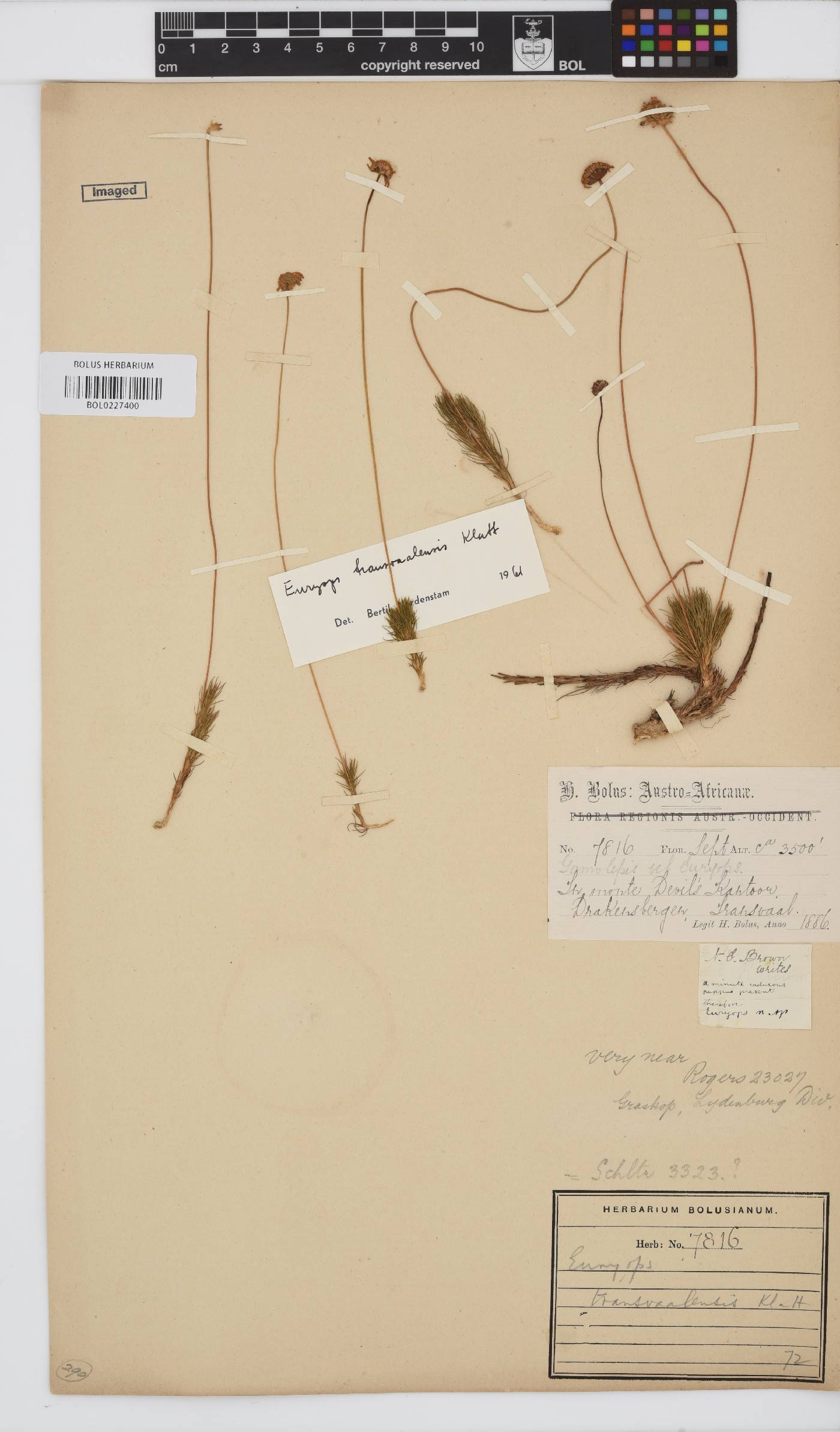 Euryops transvaalensis image