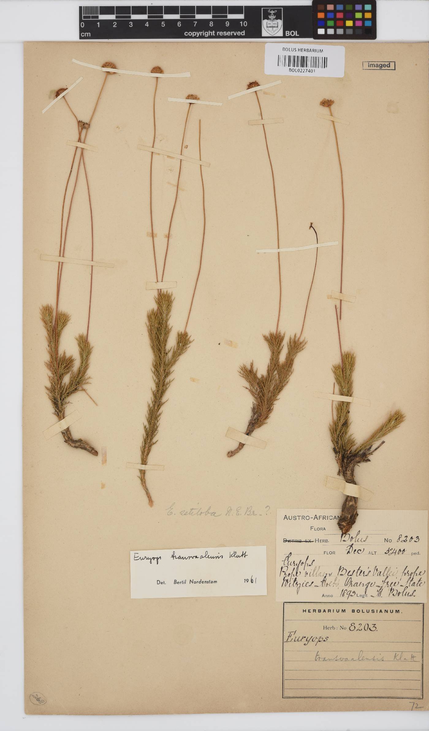 Euryops transvaalensis image