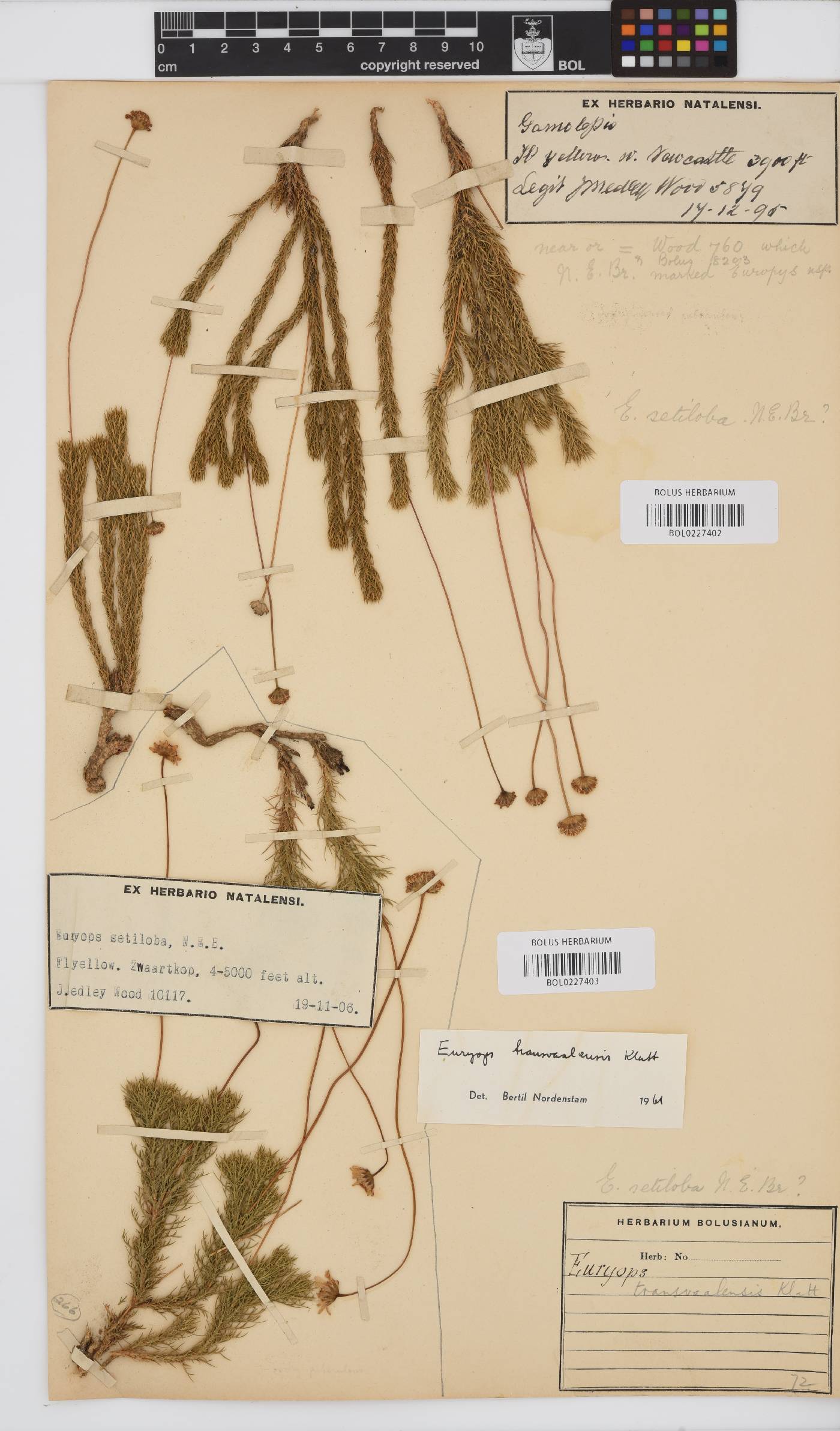 Euryops transvaalensis image