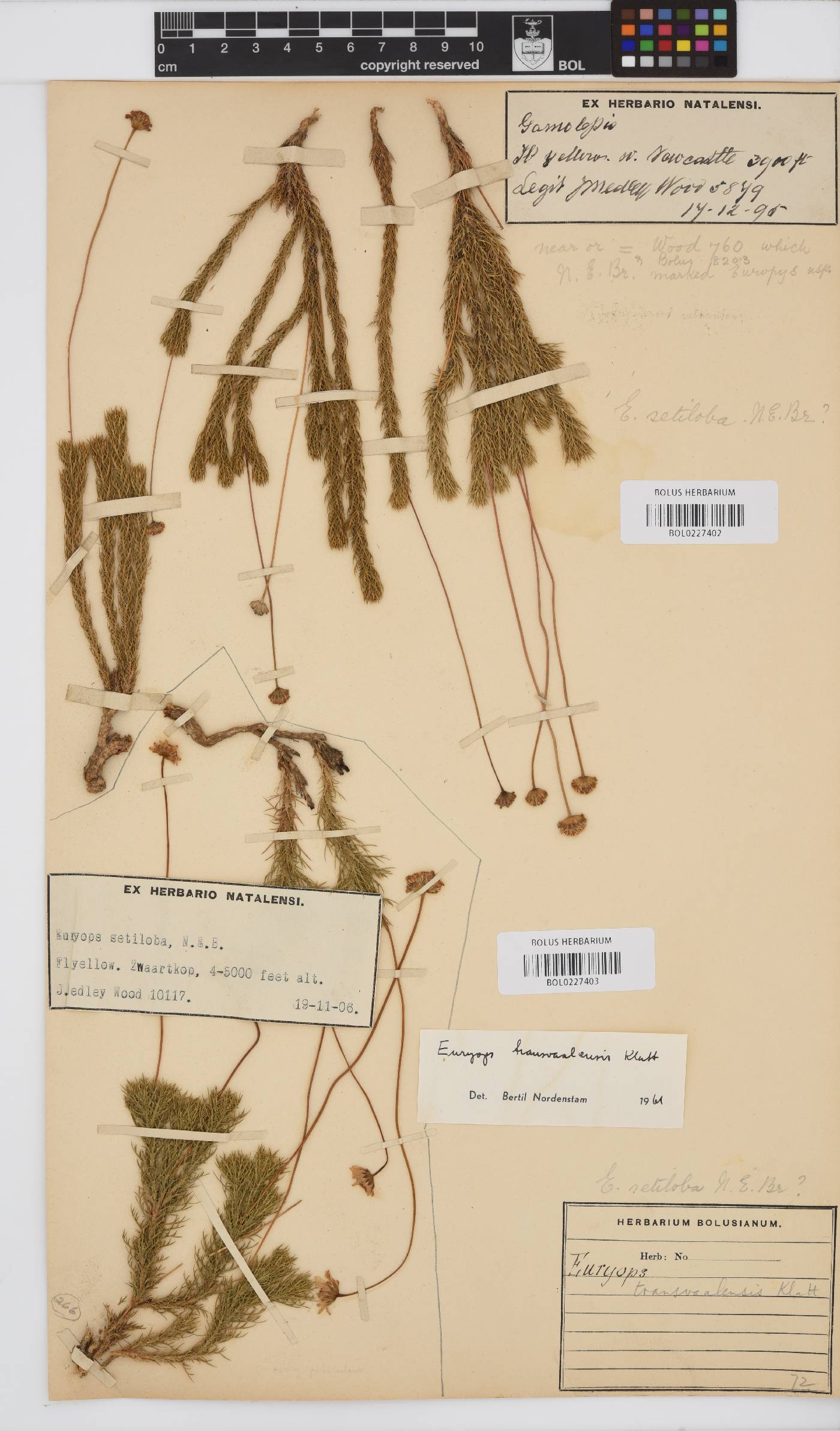 Euryops transvaalensis image