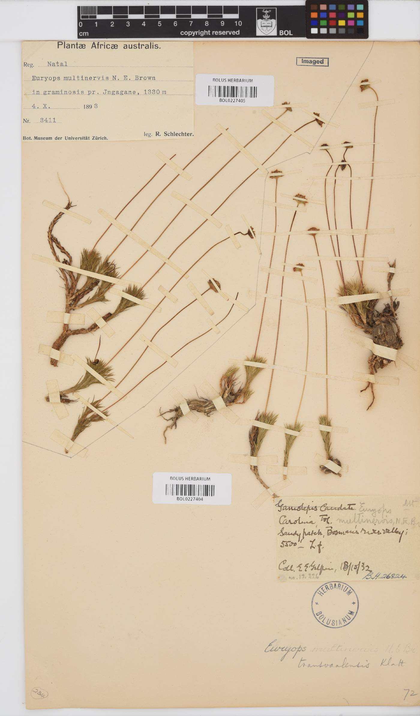 Euryops transvaalensis image