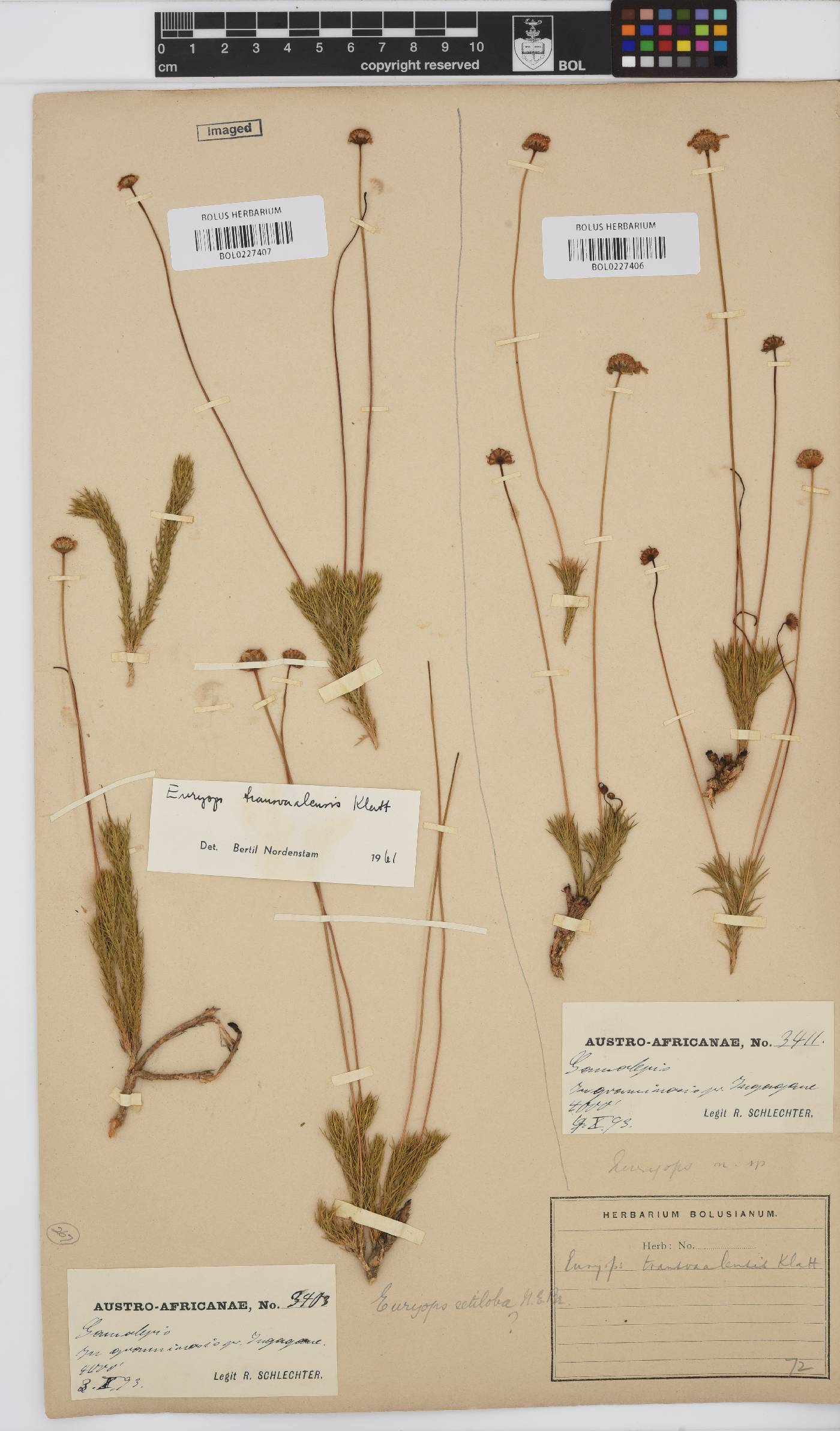 Euryops transvaalensis image