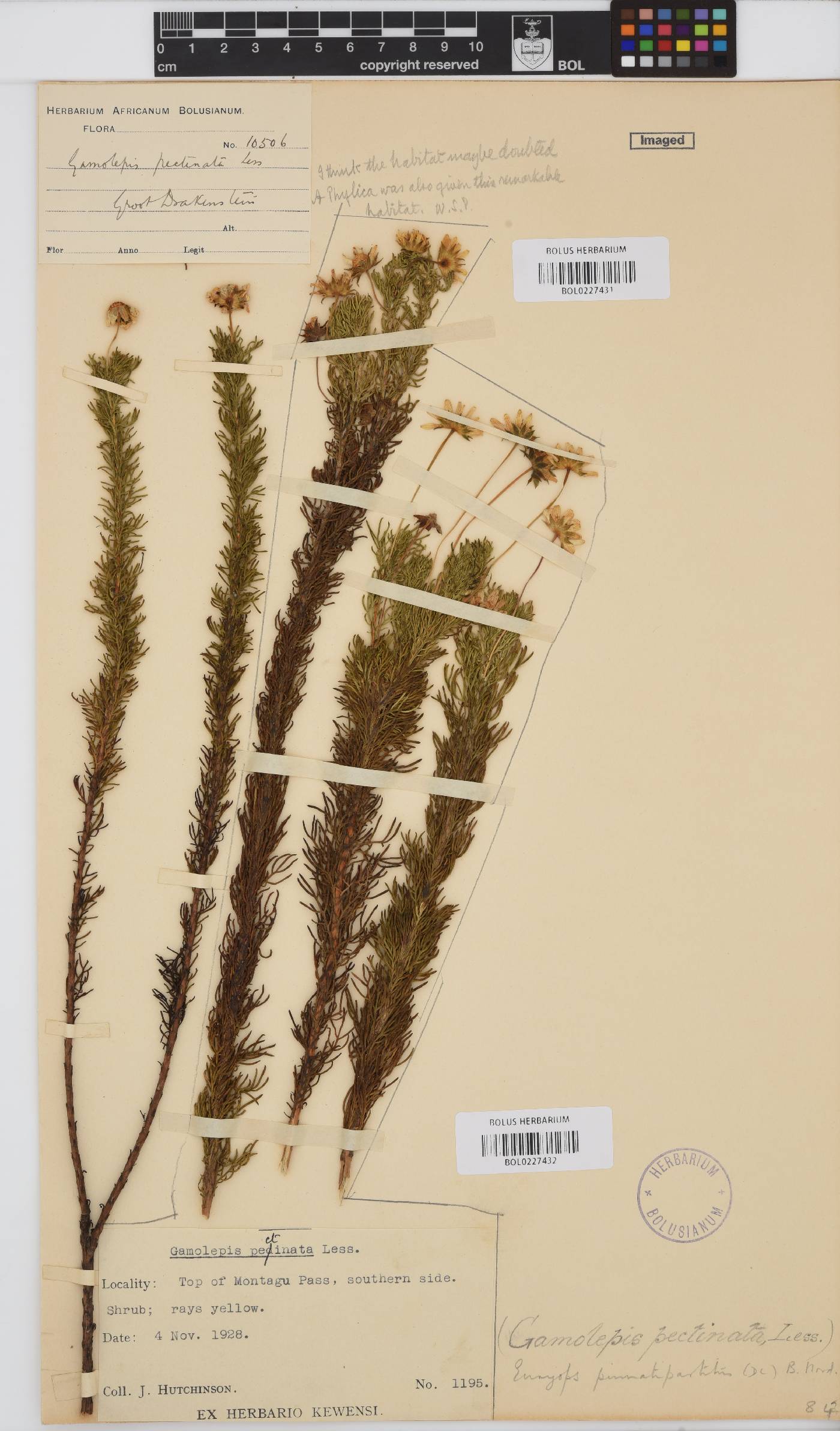 Euryops pinnatipartitus image