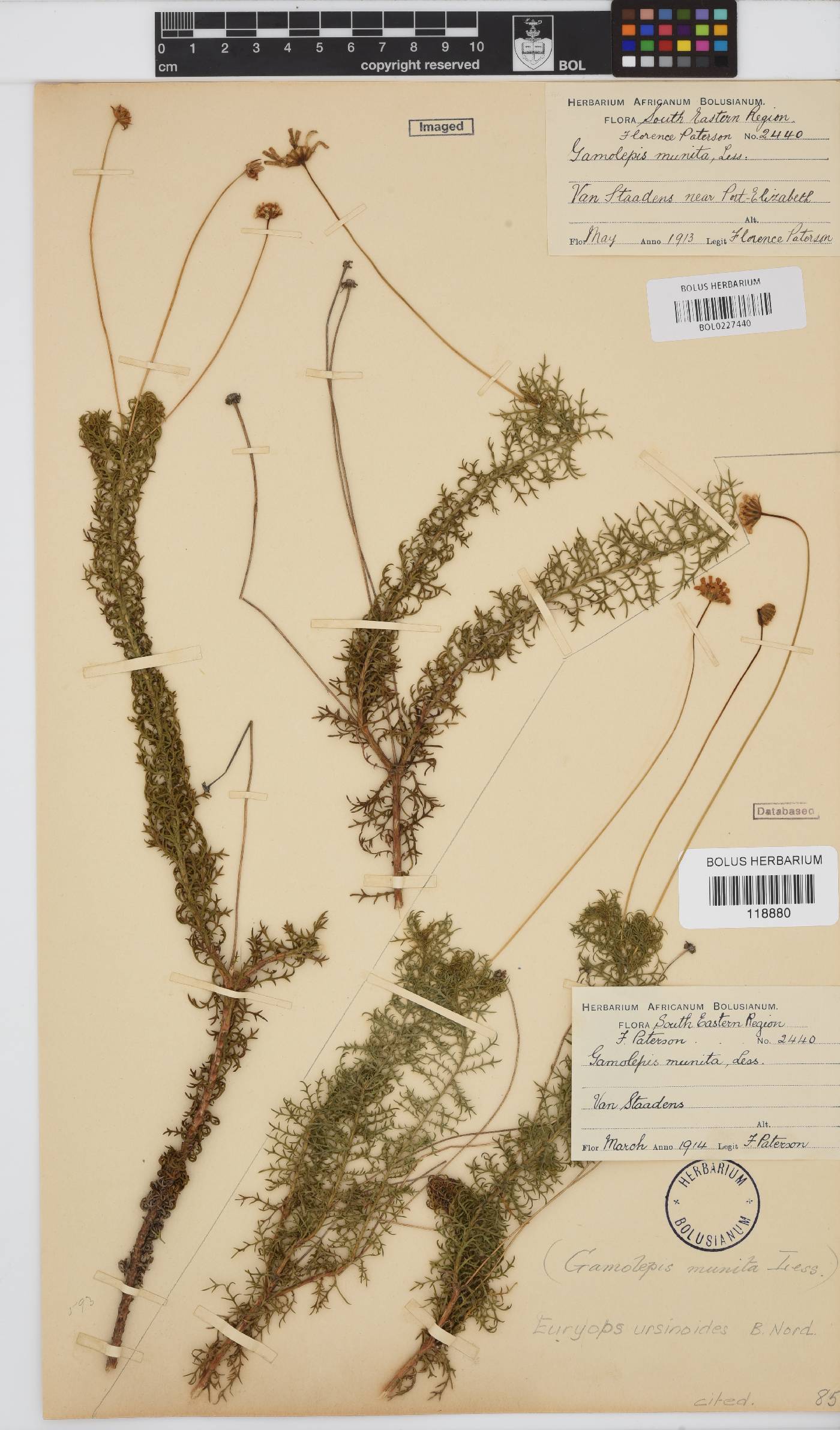 Euryops ursinoides image