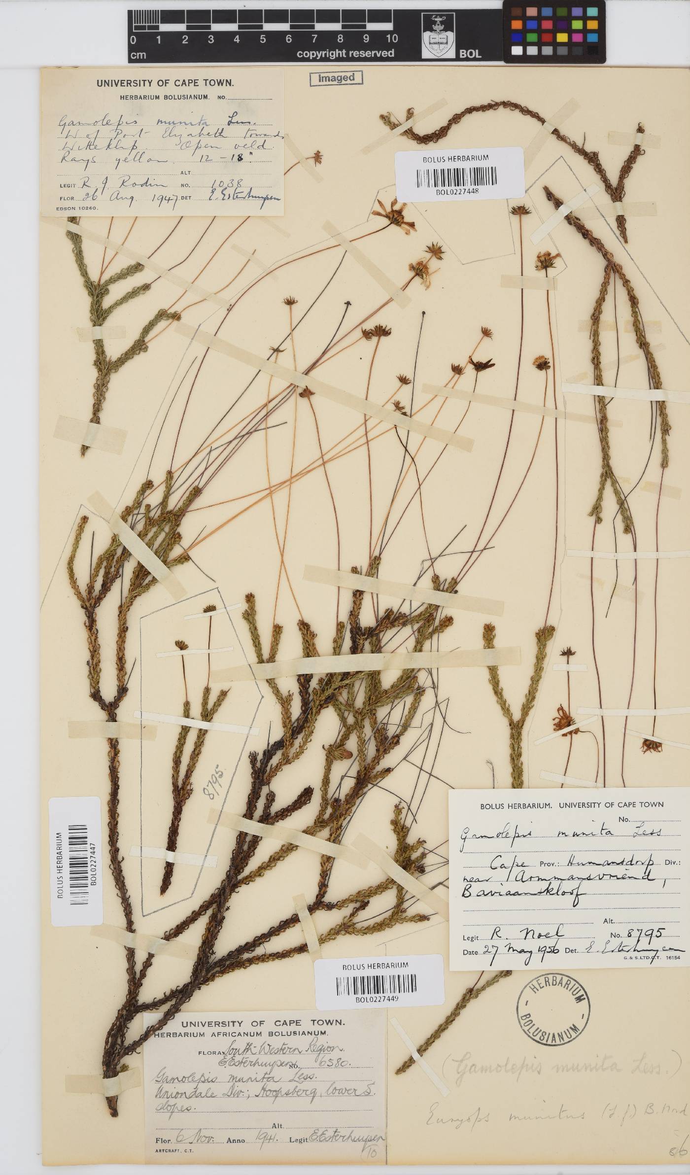 Euryops munitus image