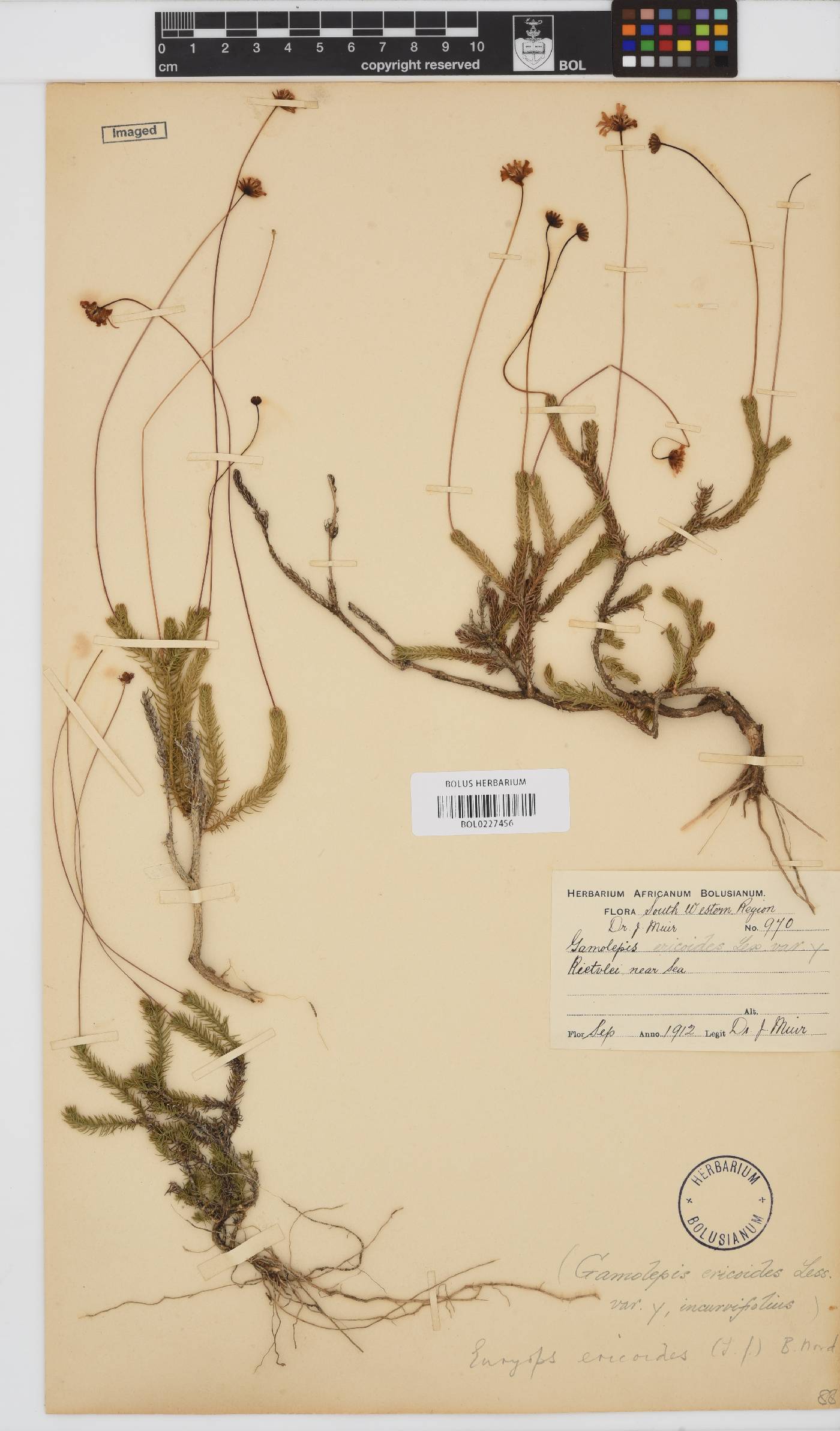 Euryops ericoides image